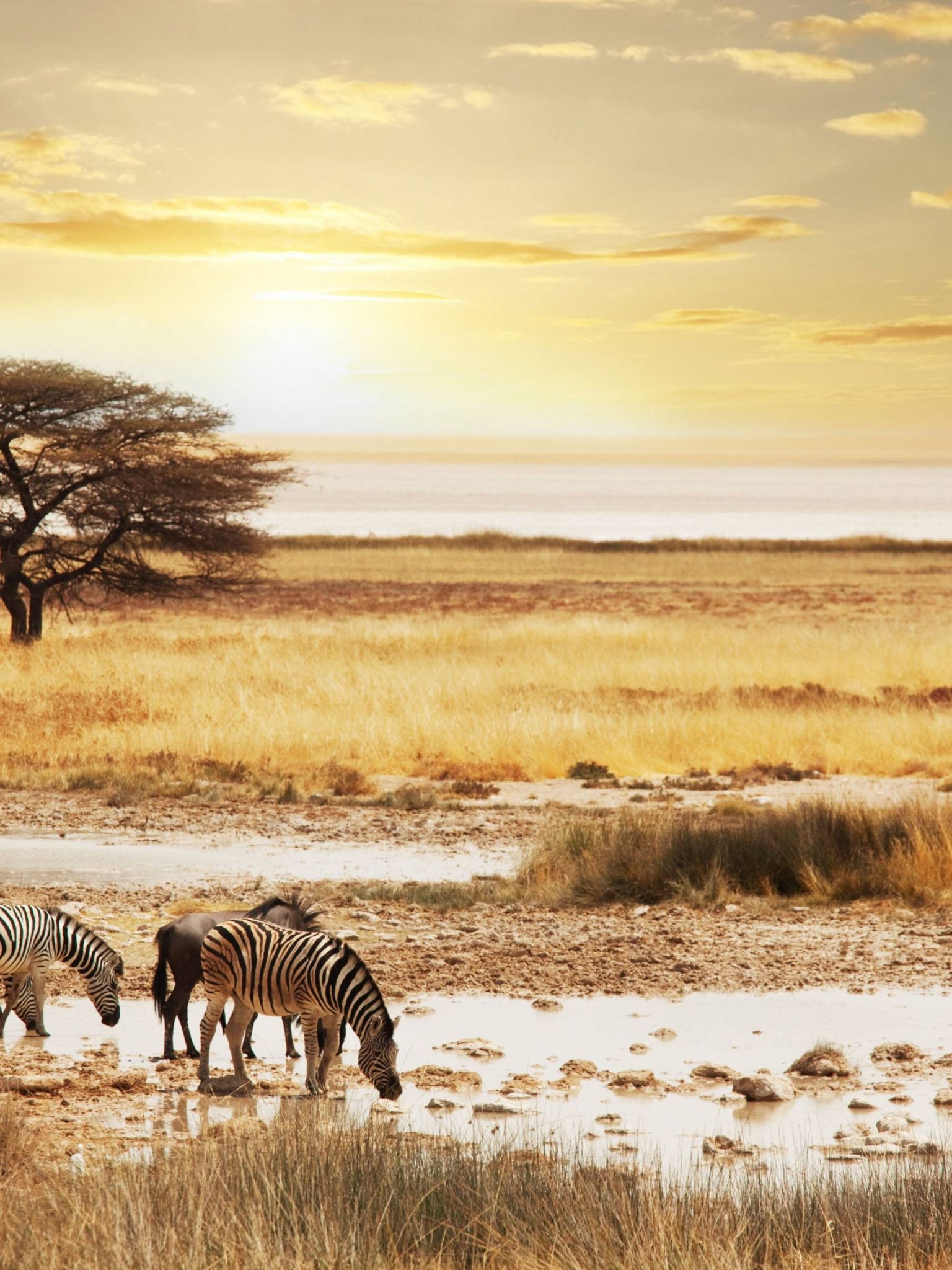 Safari Wallpapers - 4k, HD Safari Backgrounds on WallpaperBat