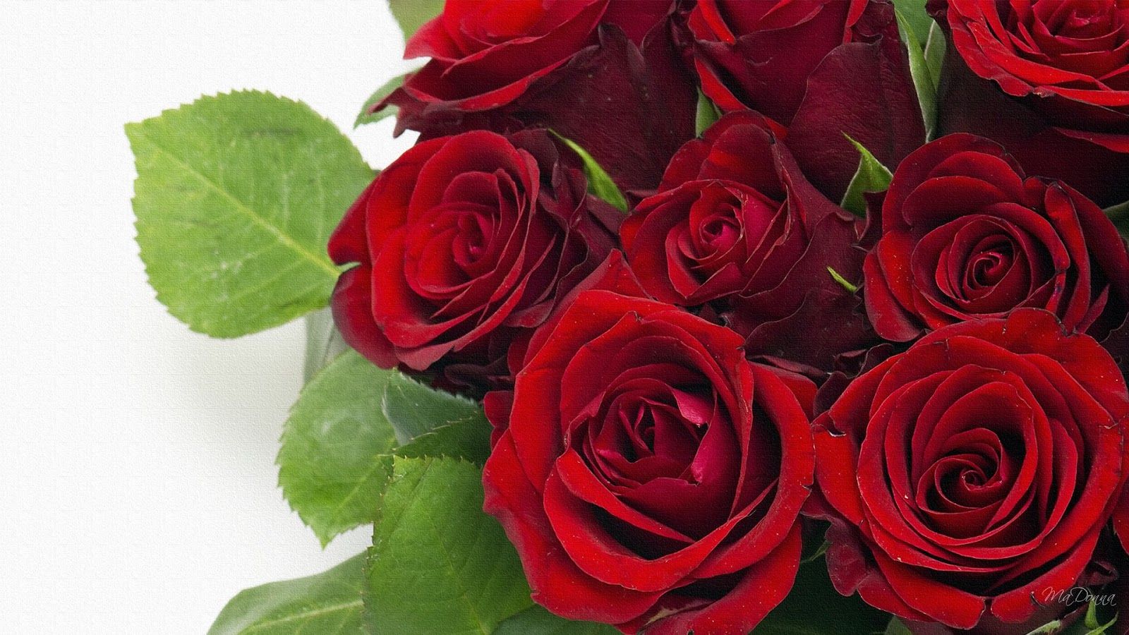 1600x900 Free download roses most popular rose rose wallpaper beautiful on WallpaperBat