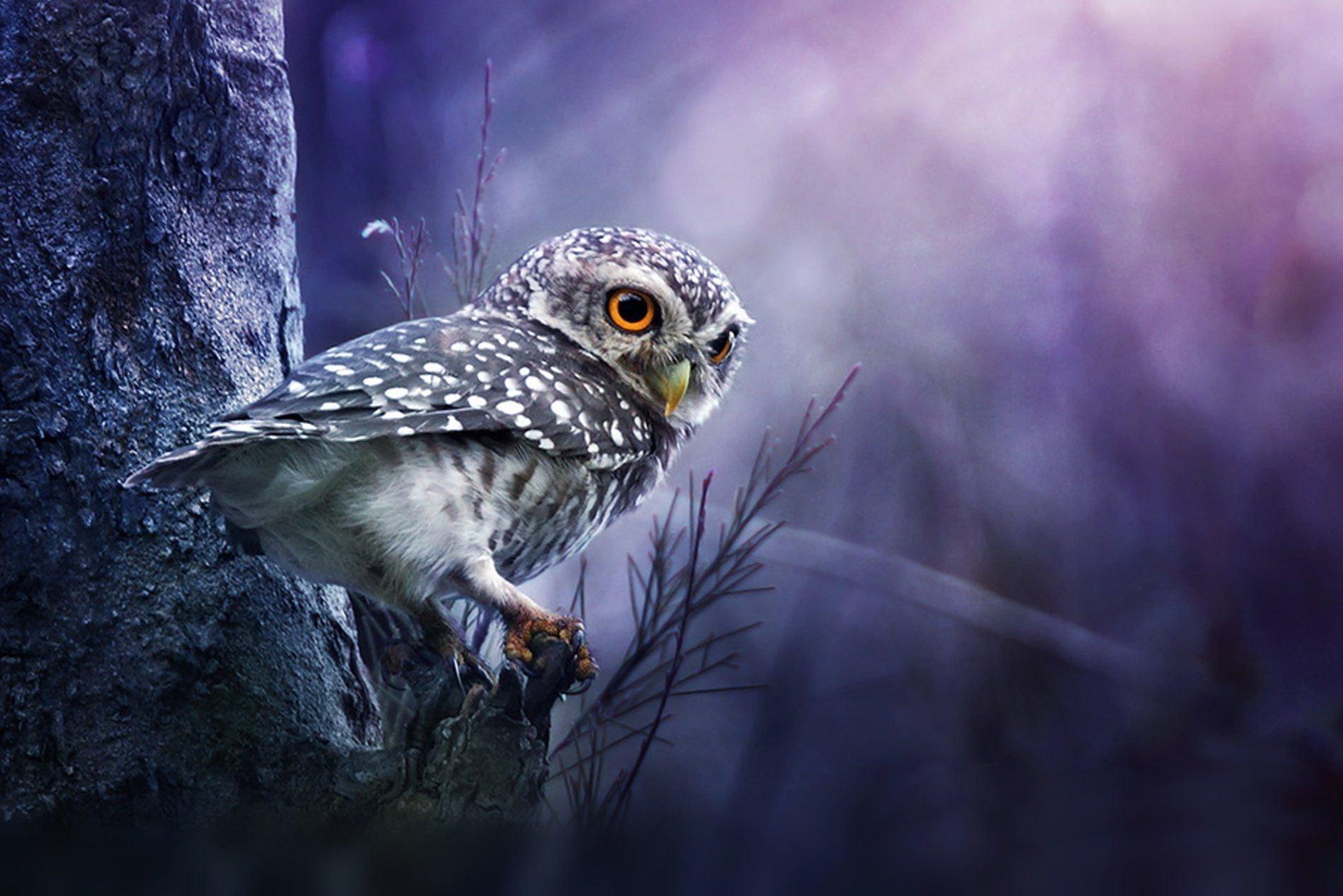 Night-Owl-Moon-HD-Wallpaper-desktop-wallpapers-4k-high-definition-windows -10-mac.apple-colourful-images-download-wallpaper-free-1920x1080 - CrossFit  Norfolk