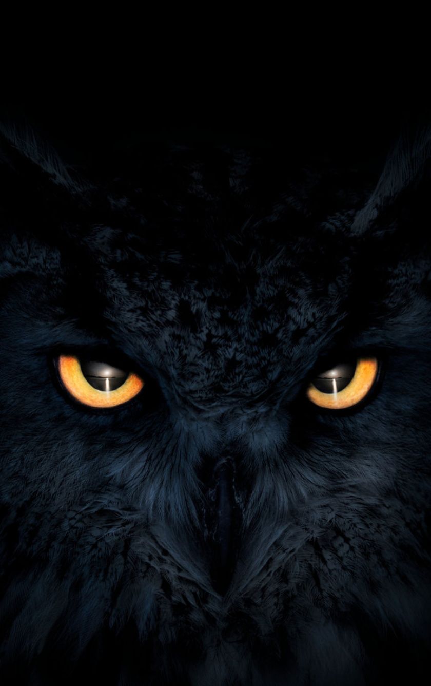 Owl iPhone Wallpapers - 4k, HD Owl iPhone Backgrounds on WallpaperBat