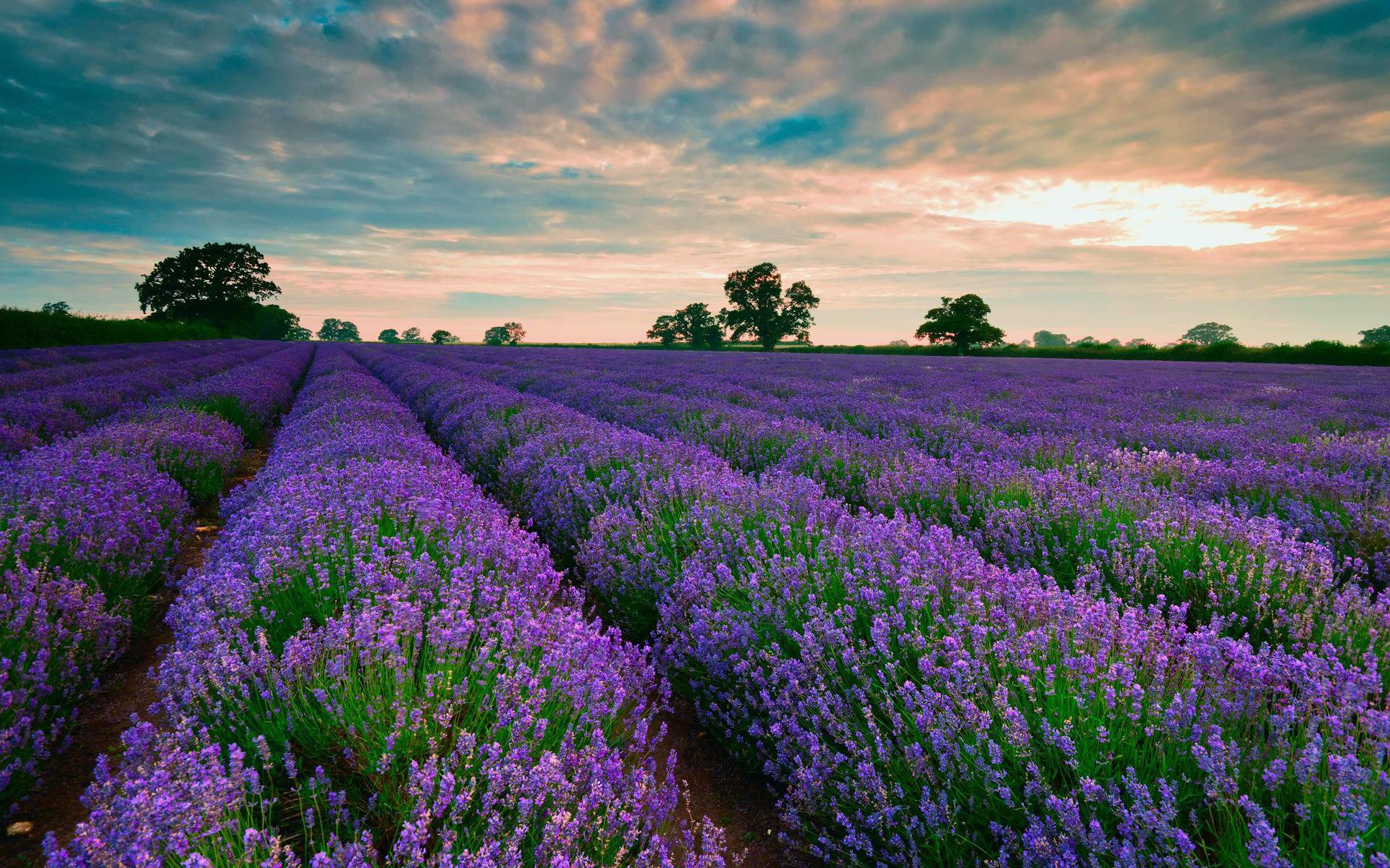 1920x1200 Purple fields of lavender wallpaper | nature and landscape ... Wallpaper