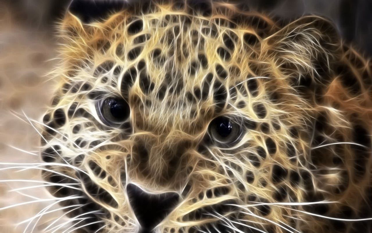 Big Cats Wallpapers - 4k, HD Big Cats Backgrounds on WallpaperBat