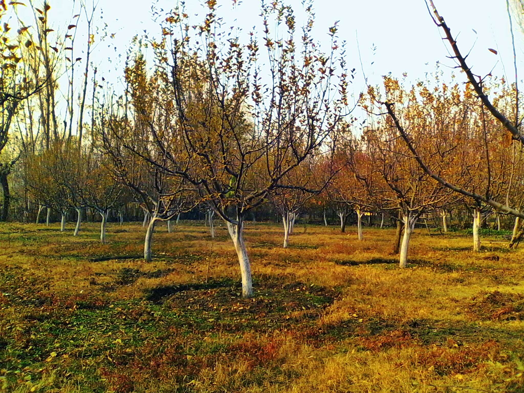 Яблоня Осенью Картинки