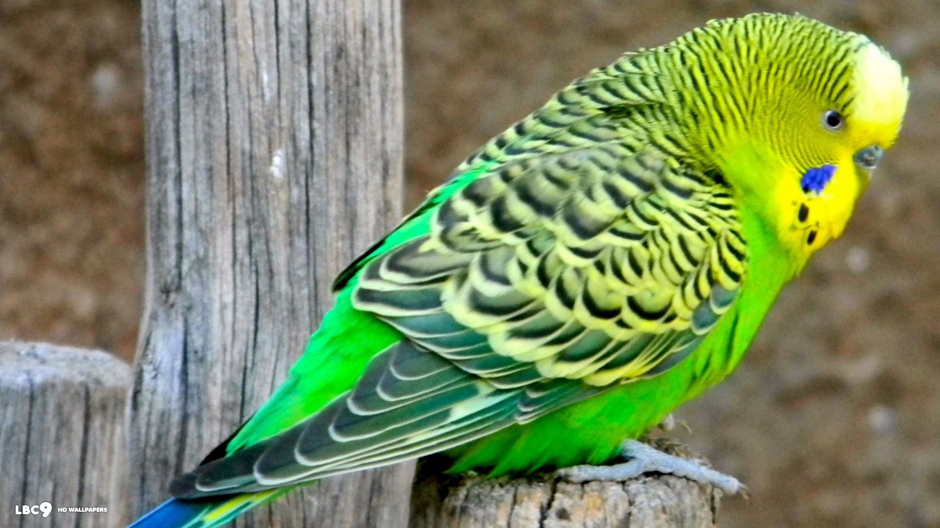 Cute Budgie Wallpapers - 4k, Hd Cute Budgie Backgrounds On Wallpaperbat