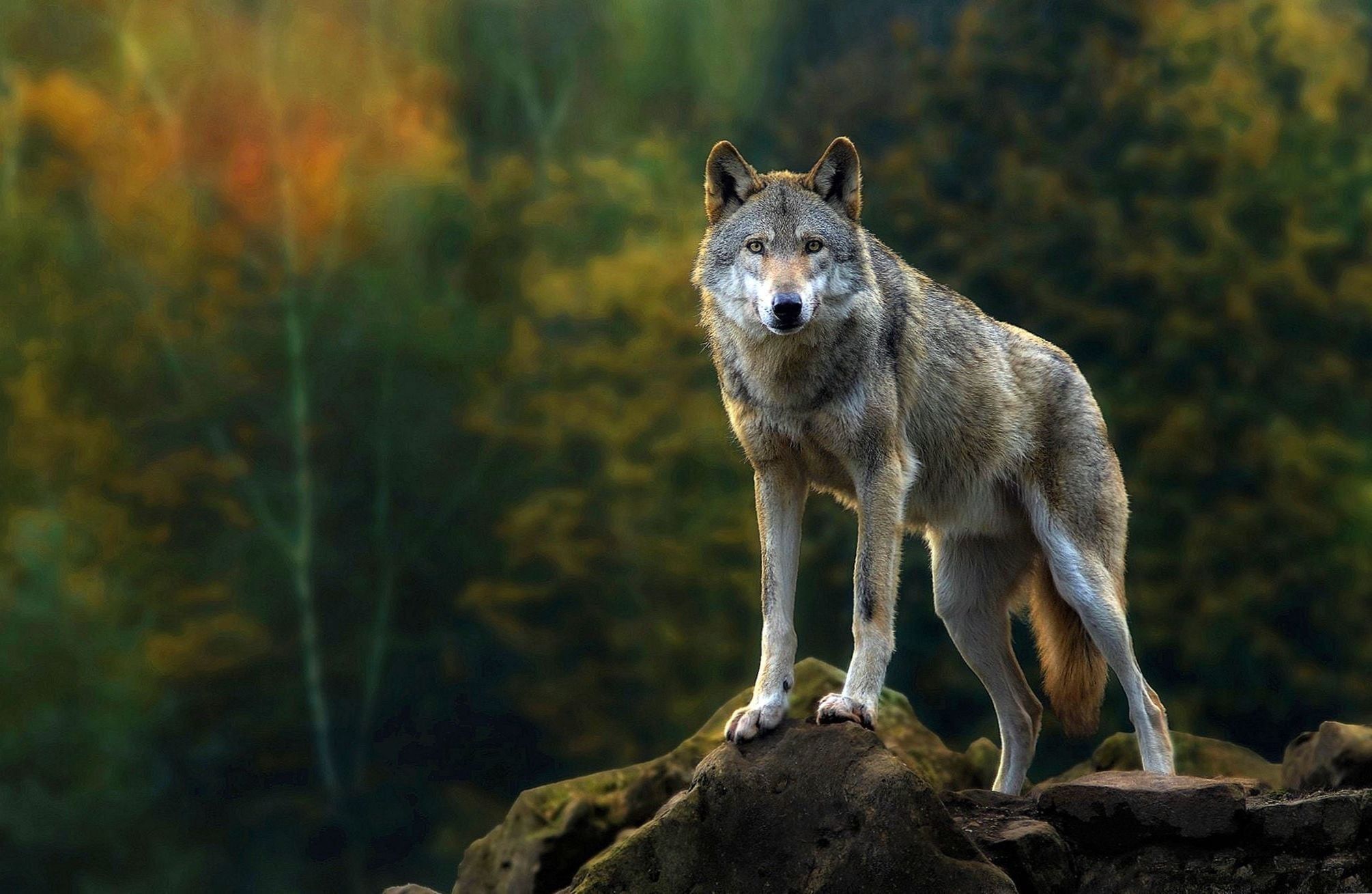 Wolf Nature Wallpapers - 4k, HD Wolf Nature Backgrounds on WallpaperBat