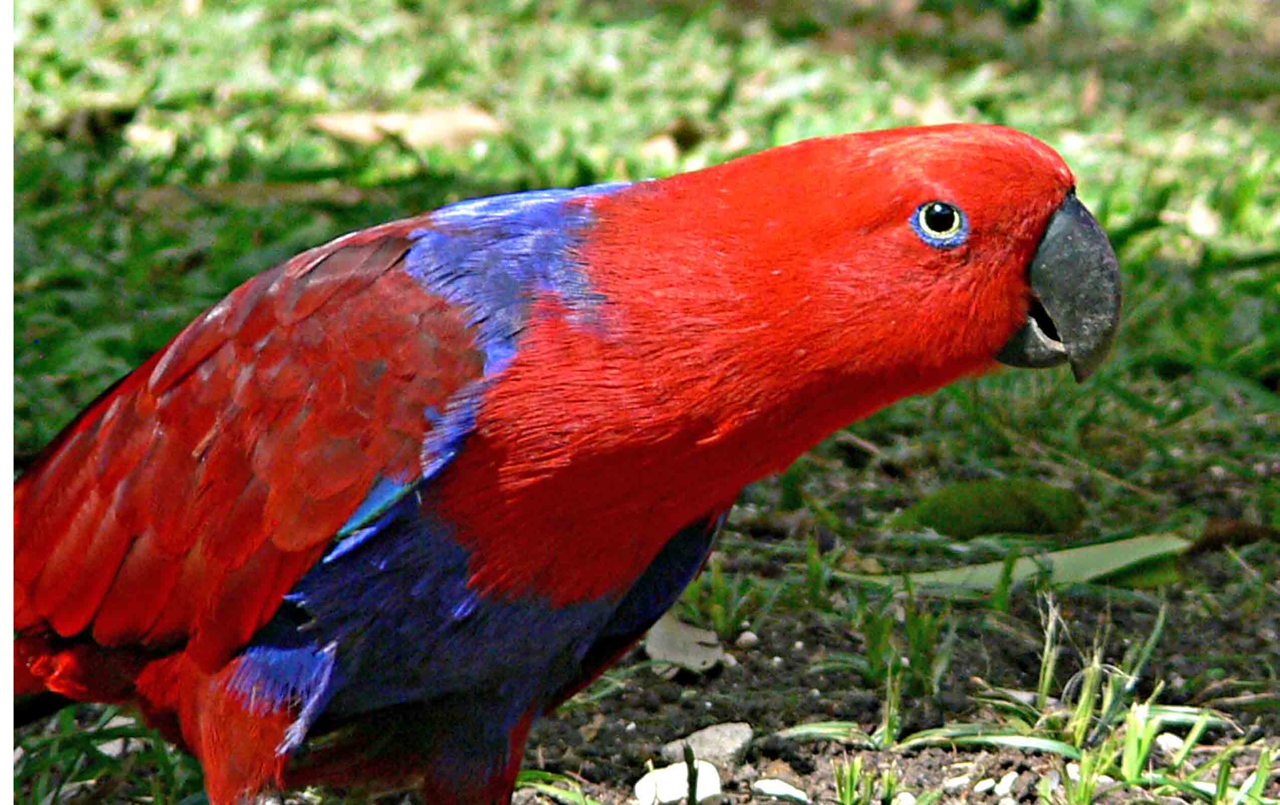 Black and Red Parrot Wallpapers - 4k, HD Black and Red Parrot ...