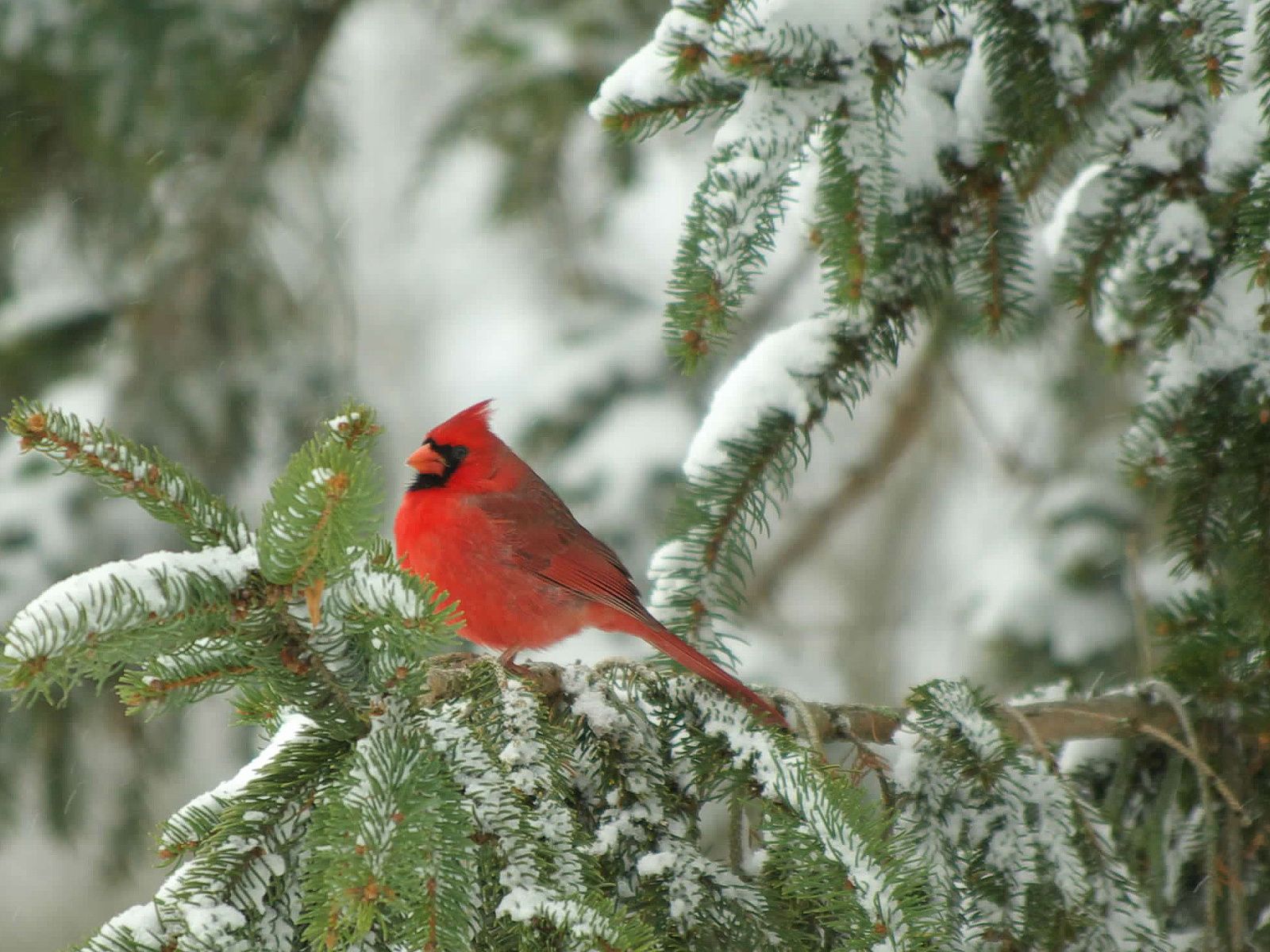 Christmas Cardinals Desktop Wallpapers - 4k, HD Christmas Cardinals ...