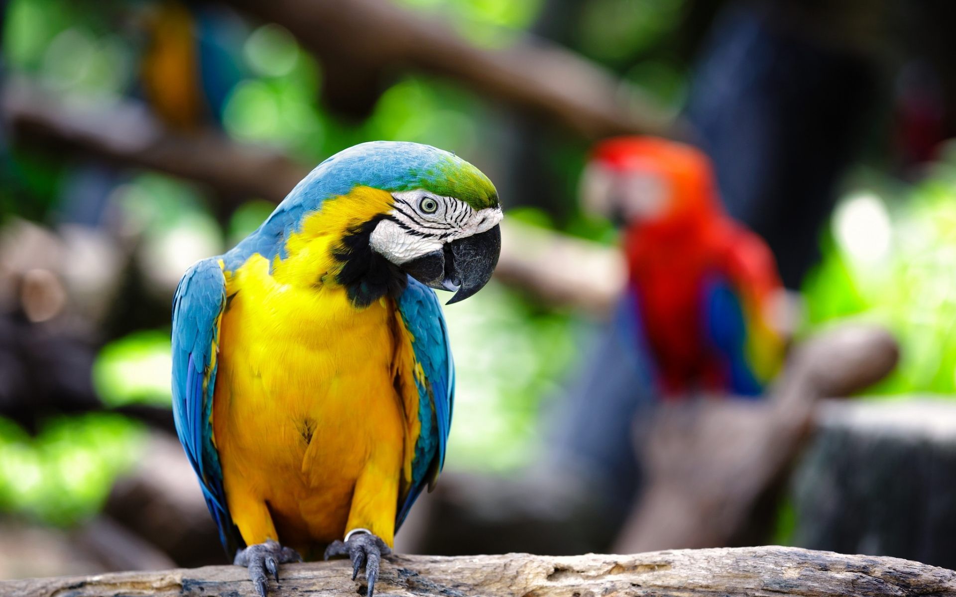 Parrots Wallpapers - 4k, HD Parrots Backgrounds on WallpaperBat