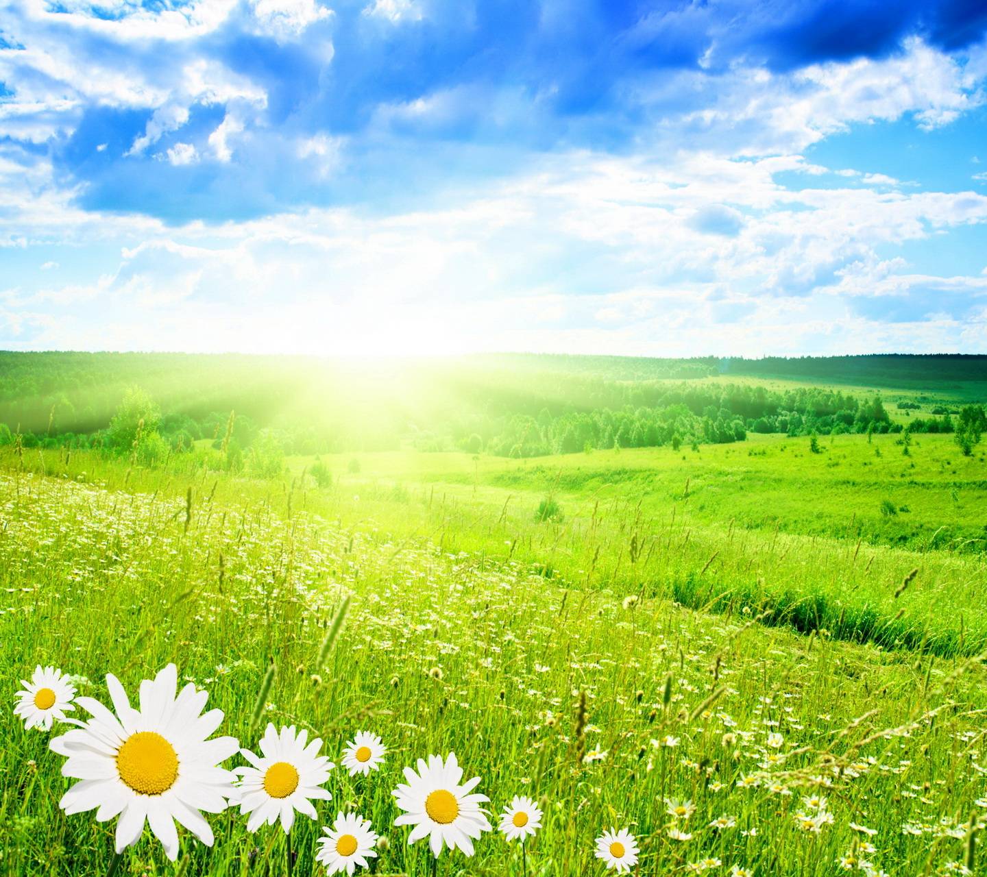 Summer Meadow Wallpapers - 4k, HD Summer Meadow Backgrounds on WallpaperBat