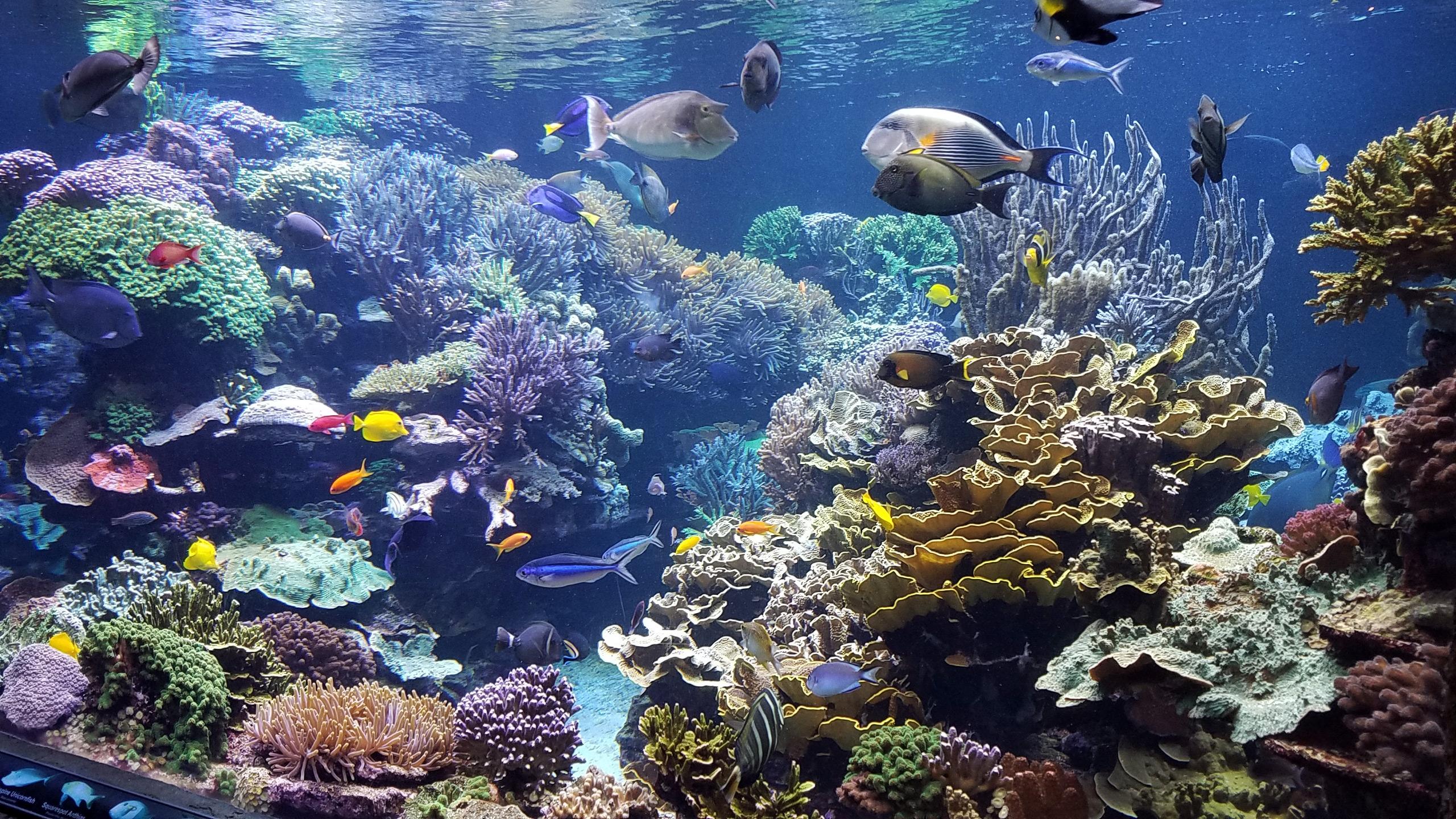 Aquarium Wallpapers - 4k, HD Aquarium Backgrounds on WallpaperBat