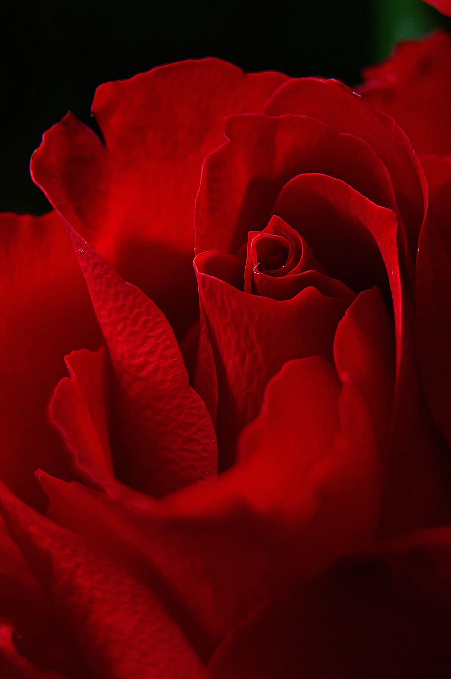 910x1369 Rose, Rose Petals, Red Rose, Romantic, Love, Romance - Red iPhone on WallpaperBat