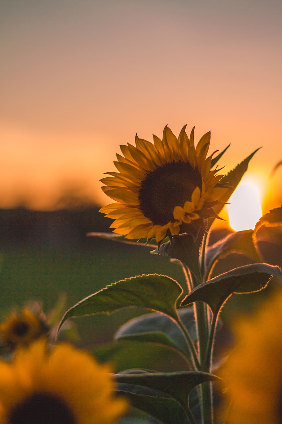 Sunflower Sunset Wallpapers 4k Hd Sunflower Sunset Backgrounds On Wallpaperbat 5471