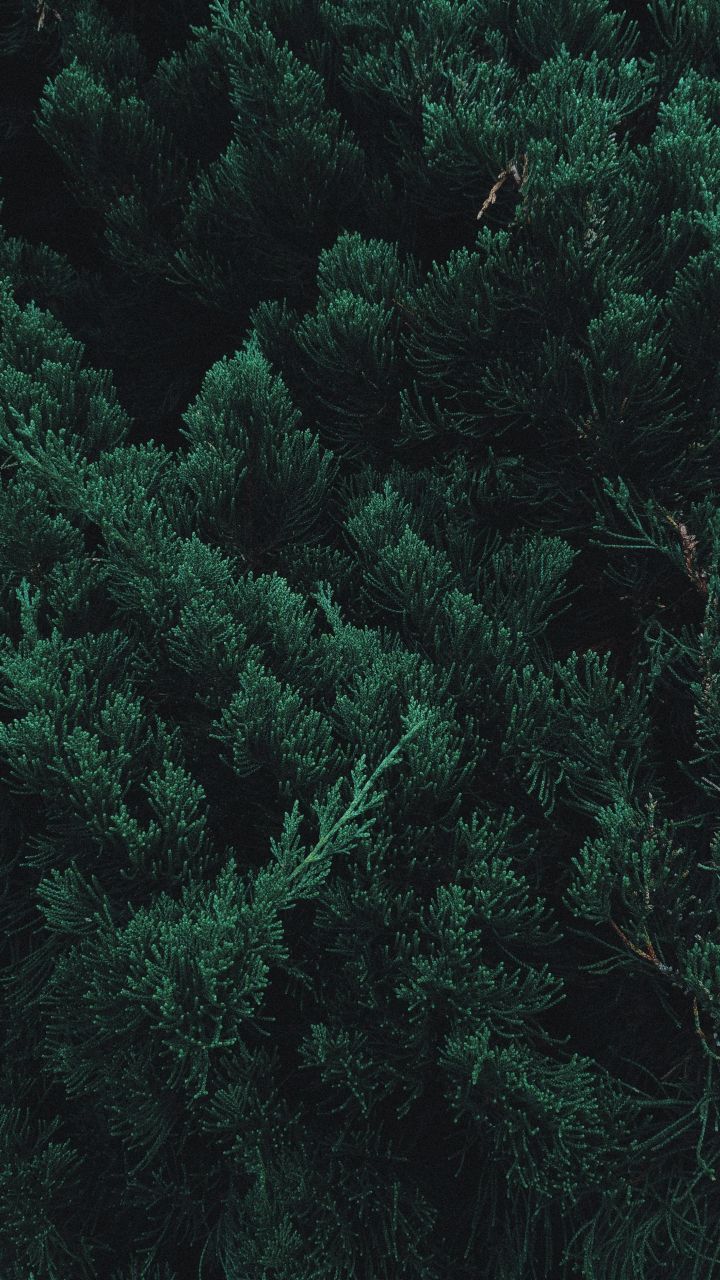 720x1280 Pine, tree, leaf, branches, green, 720x1280 wallpaper | Deep ... Wallpaper