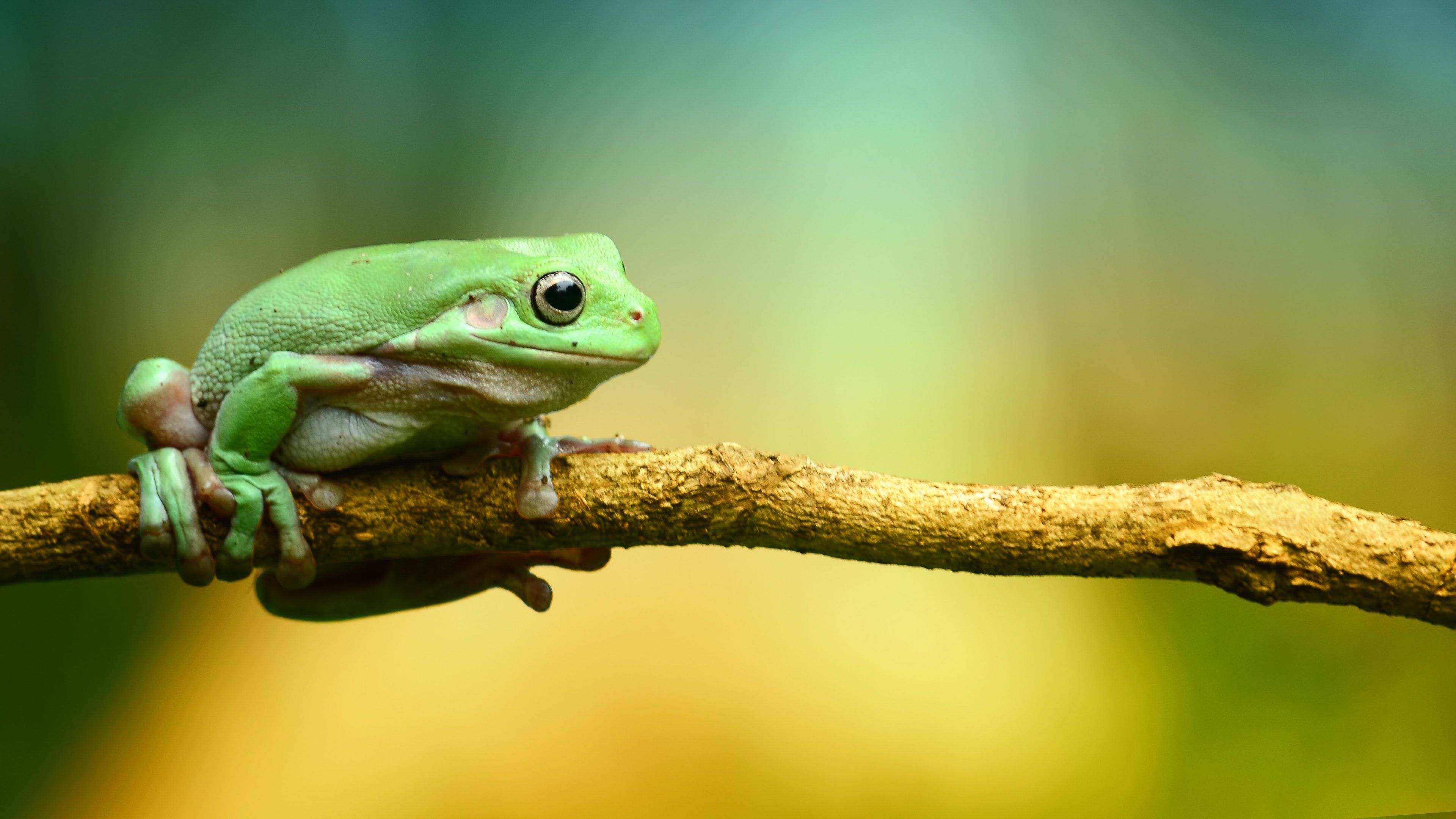 Frog baby. Тропические лягушки. Лягушка фото. Лягушка на веточке. Лягушка на рабочий стол.