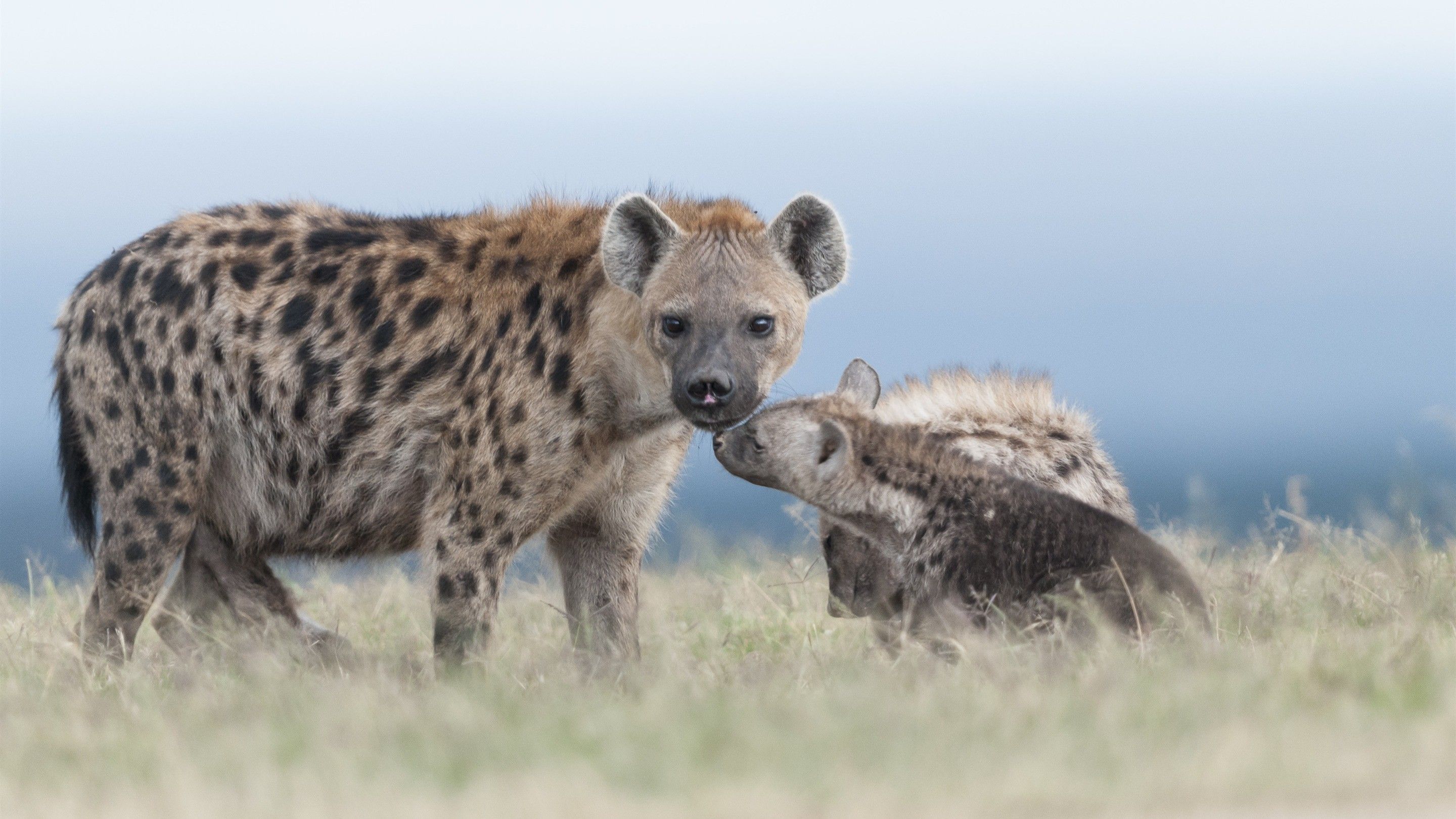 Baby Hyena Wallpapers - 4k, HD Baby Hyena Backgrounds on WallpaperBat