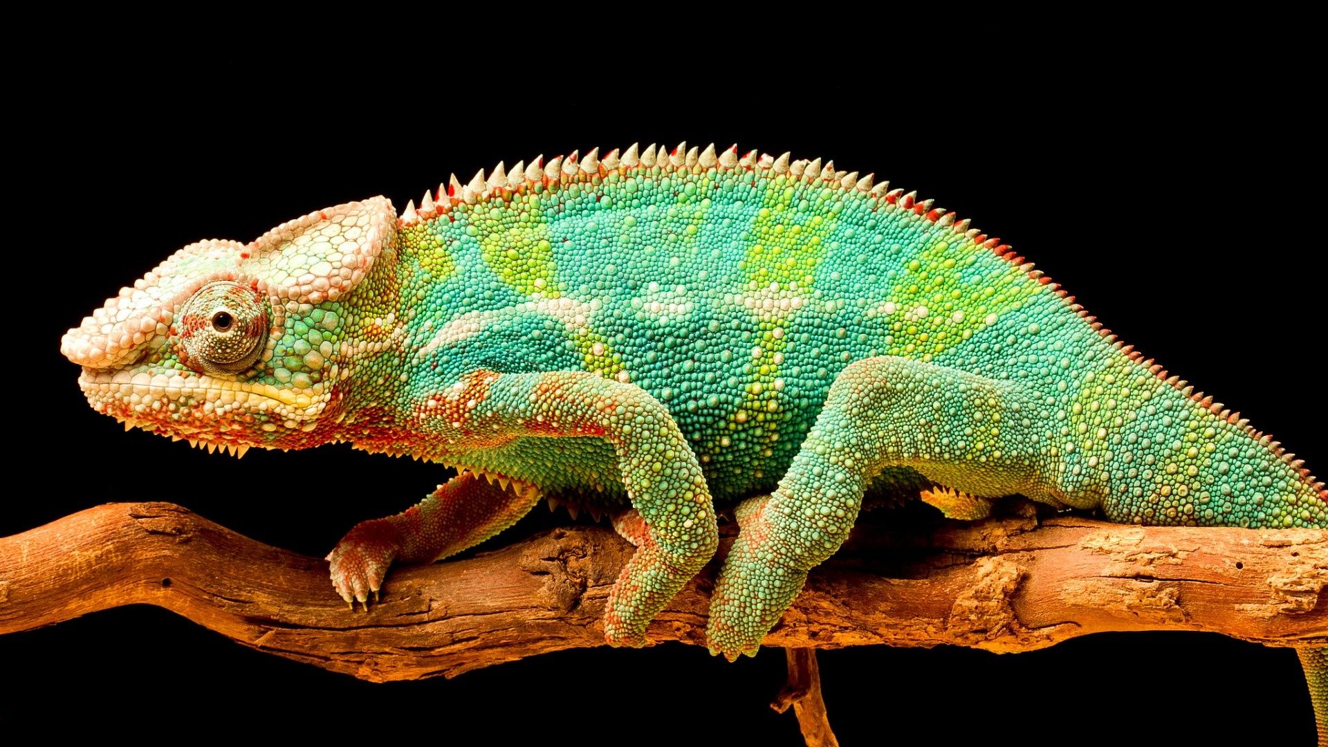 Chameleon Color Wallpapers - 4k, HD Chameleon Color Backgrounds on ...