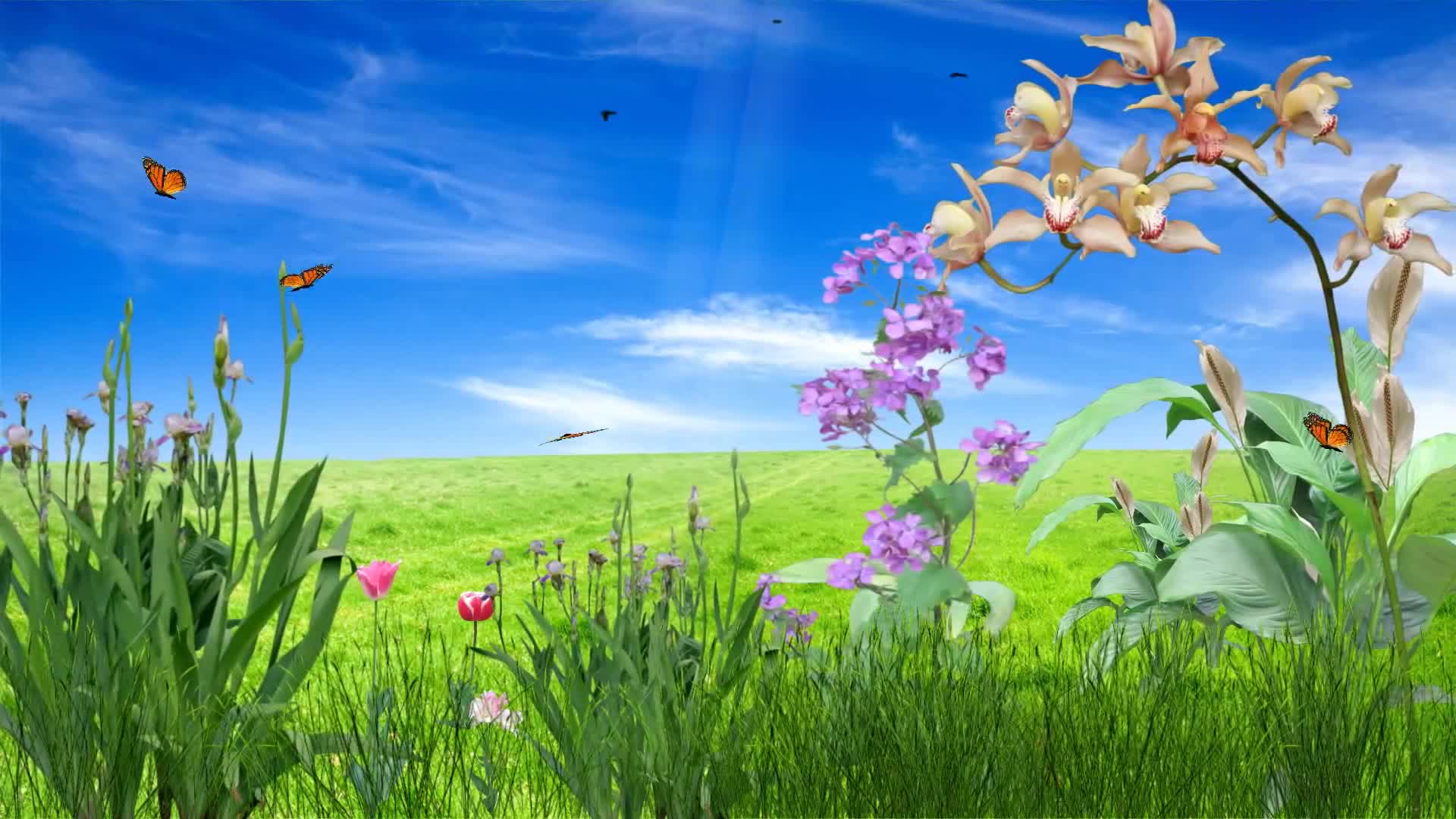 Animated Flower Wallpapers - 4k, HD Animated Flower Backgrounds on ...