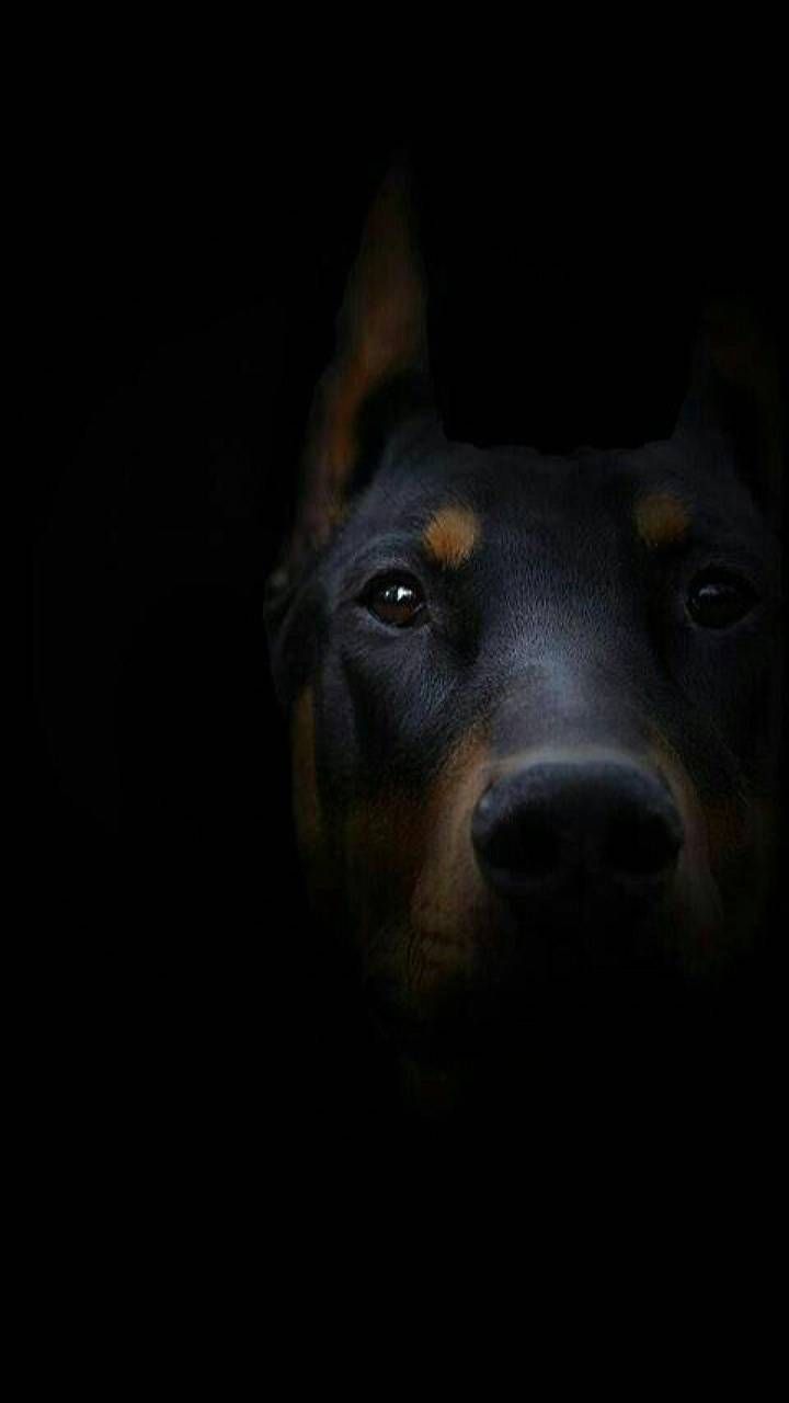 Black Dog Wallpapers - 4k, HD Black Dog Backgrounds on WallpaperBat