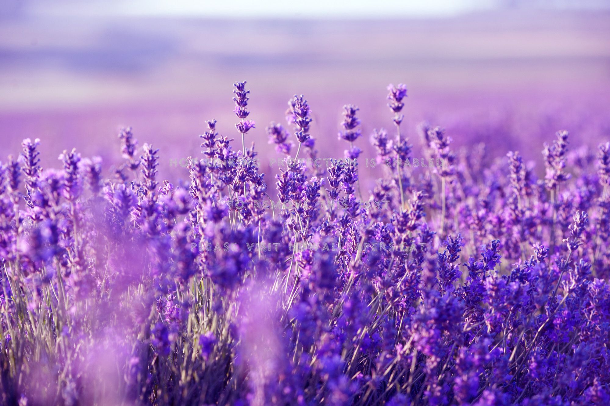 2000x1330 Best 36+ Lavender Field Wallpaper HD on HipWallpaper | Lavender ... Wallpaper