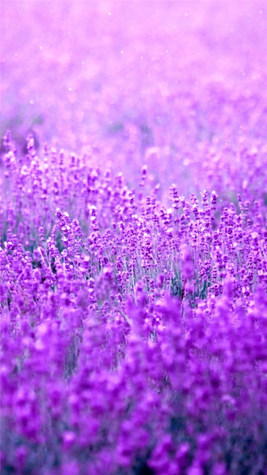 Purple Flower Garden Wallpapers - 4k, HD Purple Flower Garden