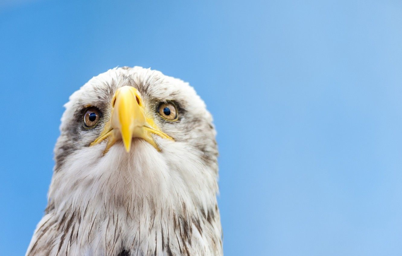 Звук американского орла. Bird AAA.