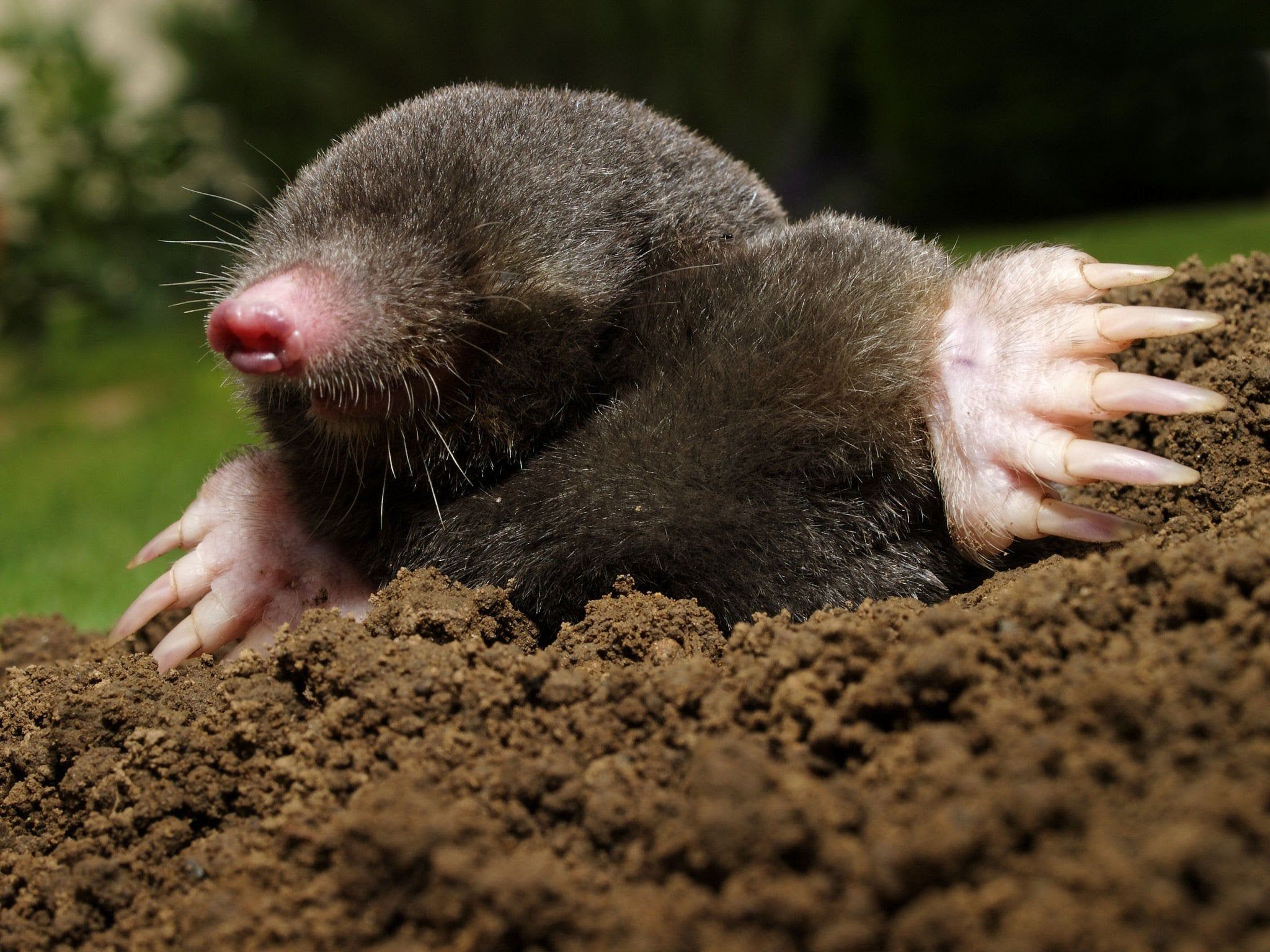 Mole Animal Wallpapers - 4k, HD Mole Animal Backgrounds on WallpaperBat