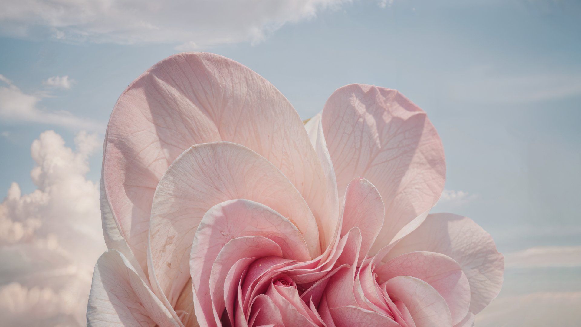 Windows flower wallpapers 4k hd windows flower backgrounds on