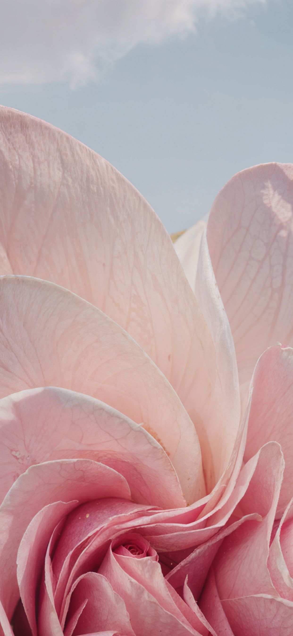 Windows Flower Wallpapers - 4k, HD Windows Flower Backgrounds on