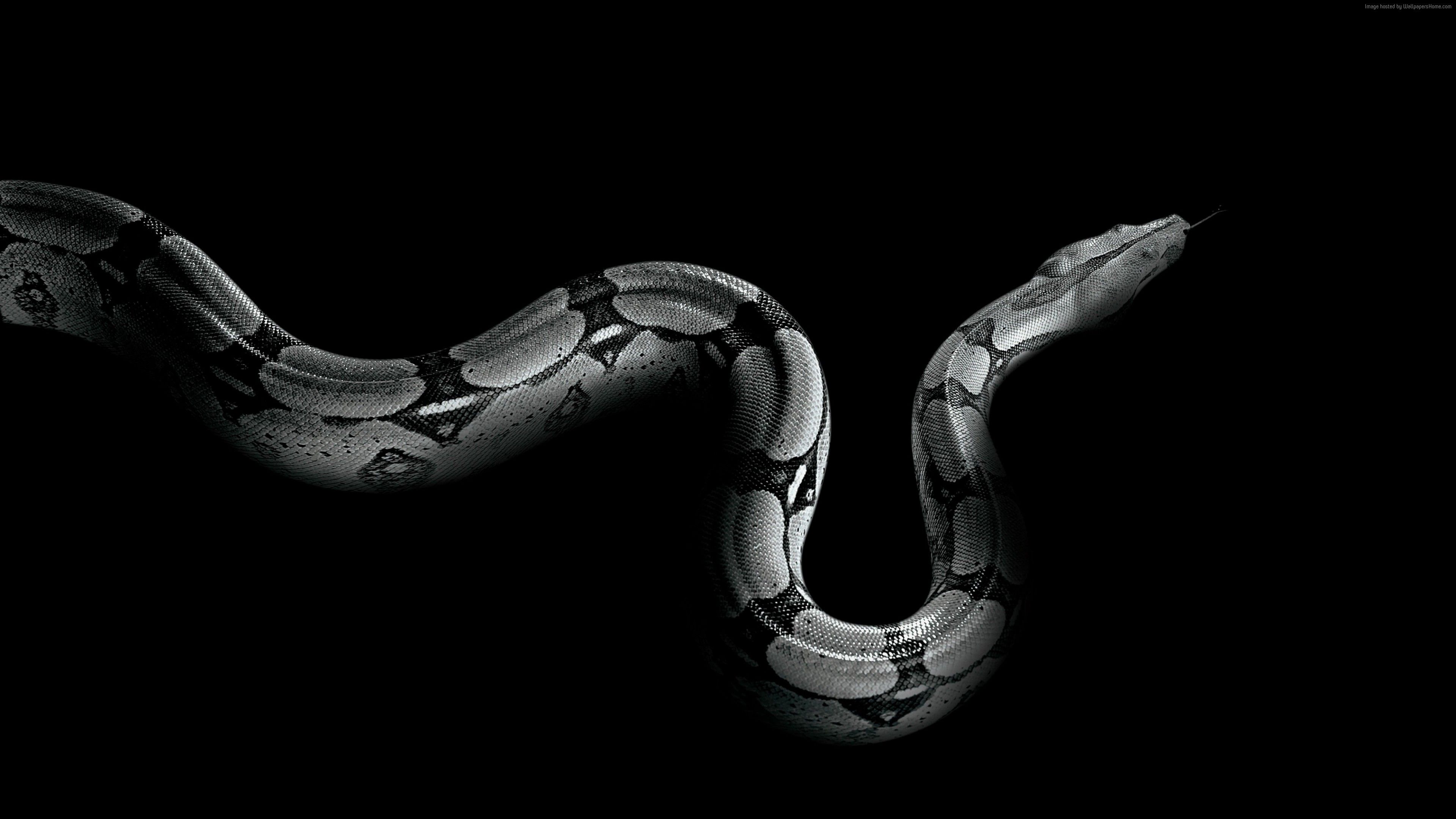 Python Wallpapers - 4k, HD Python Backgrounds on WallpaperBat