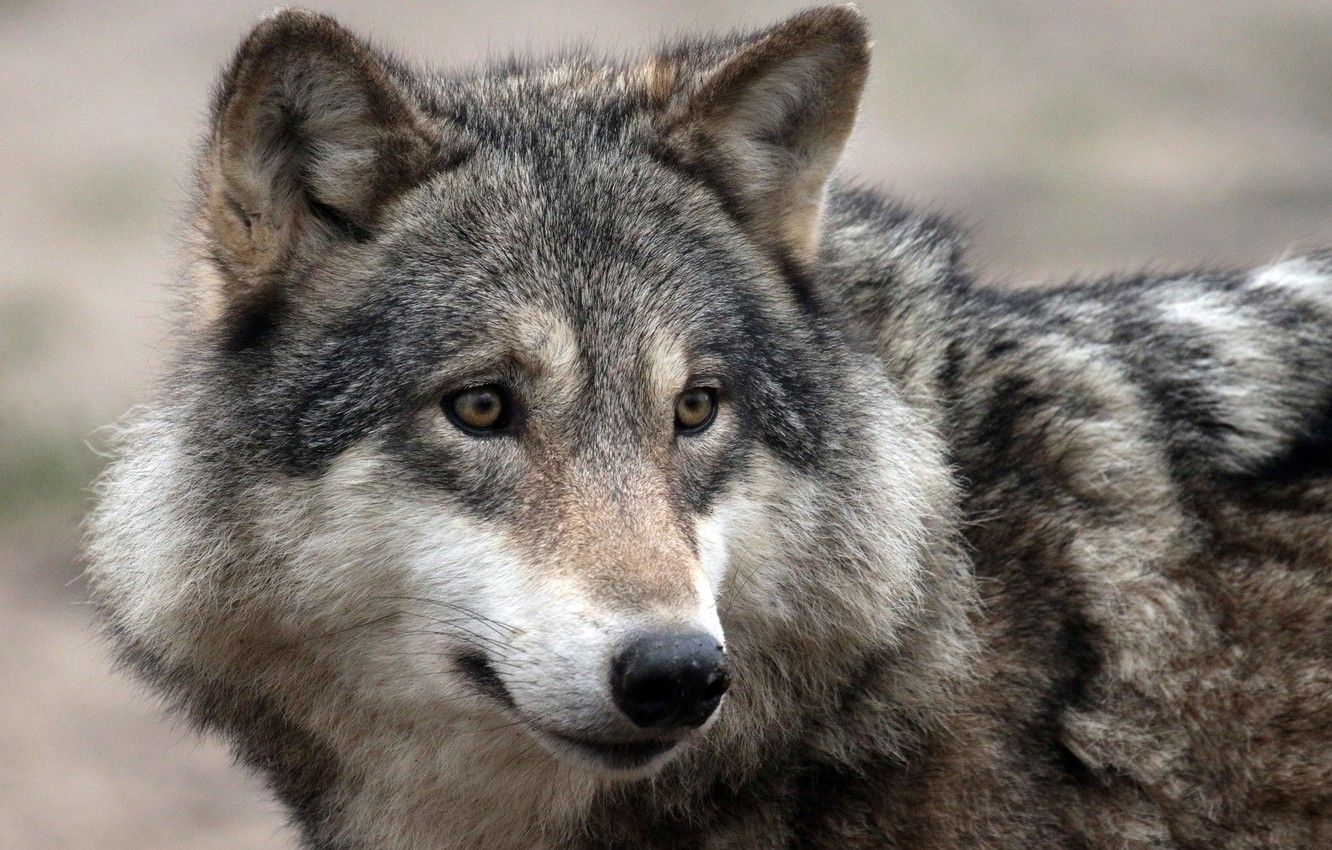 Grey Wolf Face Wallpapers - 4k, HD Grey Wolf Face Backgrounds on ...