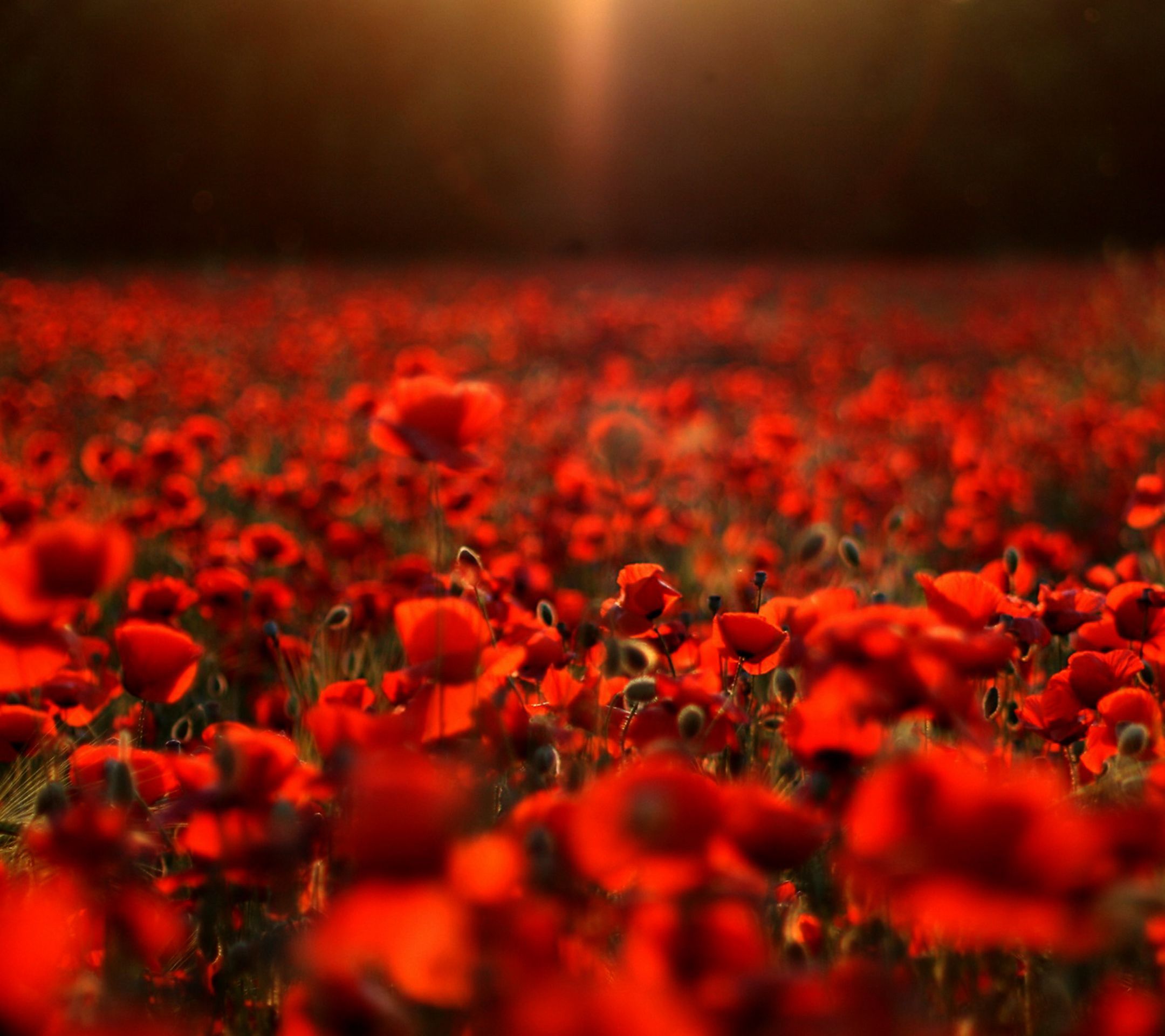 Field of Roses Wallpapers - 4k, HD Field of Roses Backgrounds on