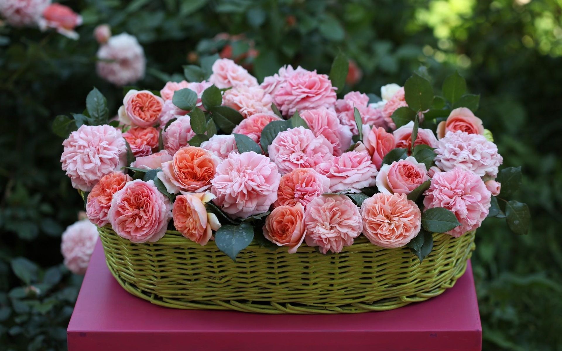 1920x1200 Wallpaper Basket, beautiful pink rose flowers 1920x1200 HD Picture on WallpaperBat