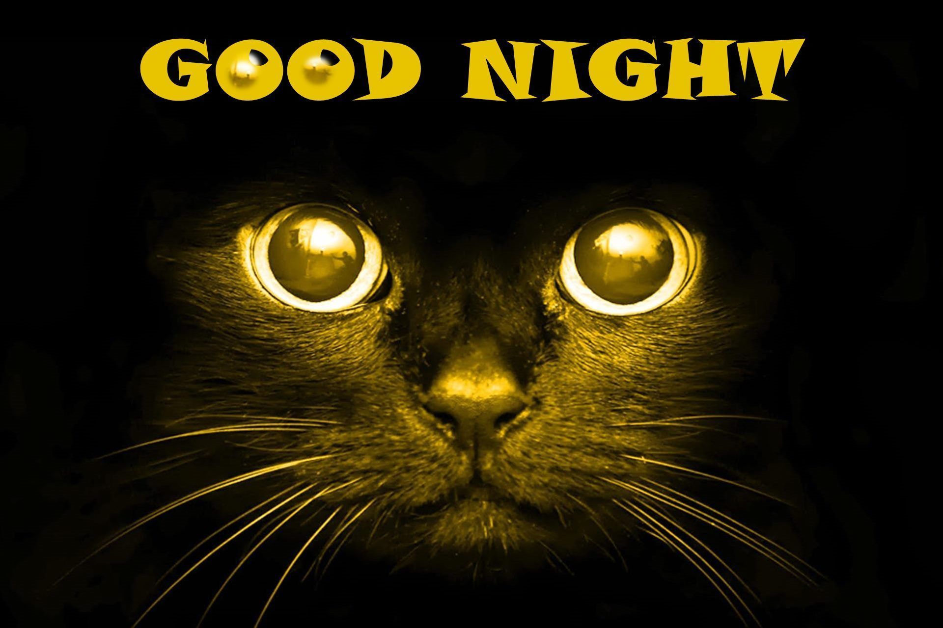 Good cat. Good Night кошки. Good Night Cat картинки. Good Night Black. God Night.