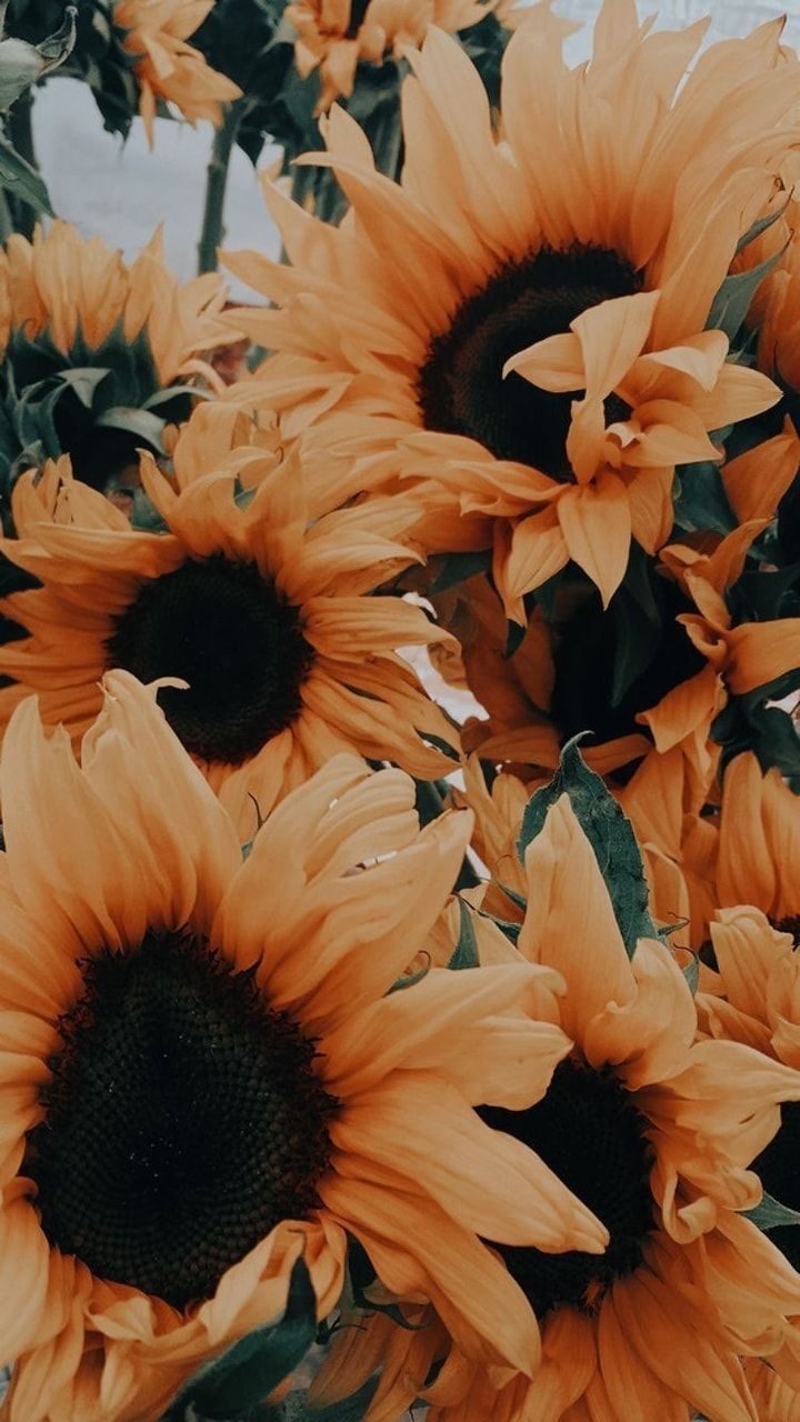 Sunflower Aesthetic Wallpapers 4k Hd Sunflower Aesthetic Backgrounds On Wallpaperbat