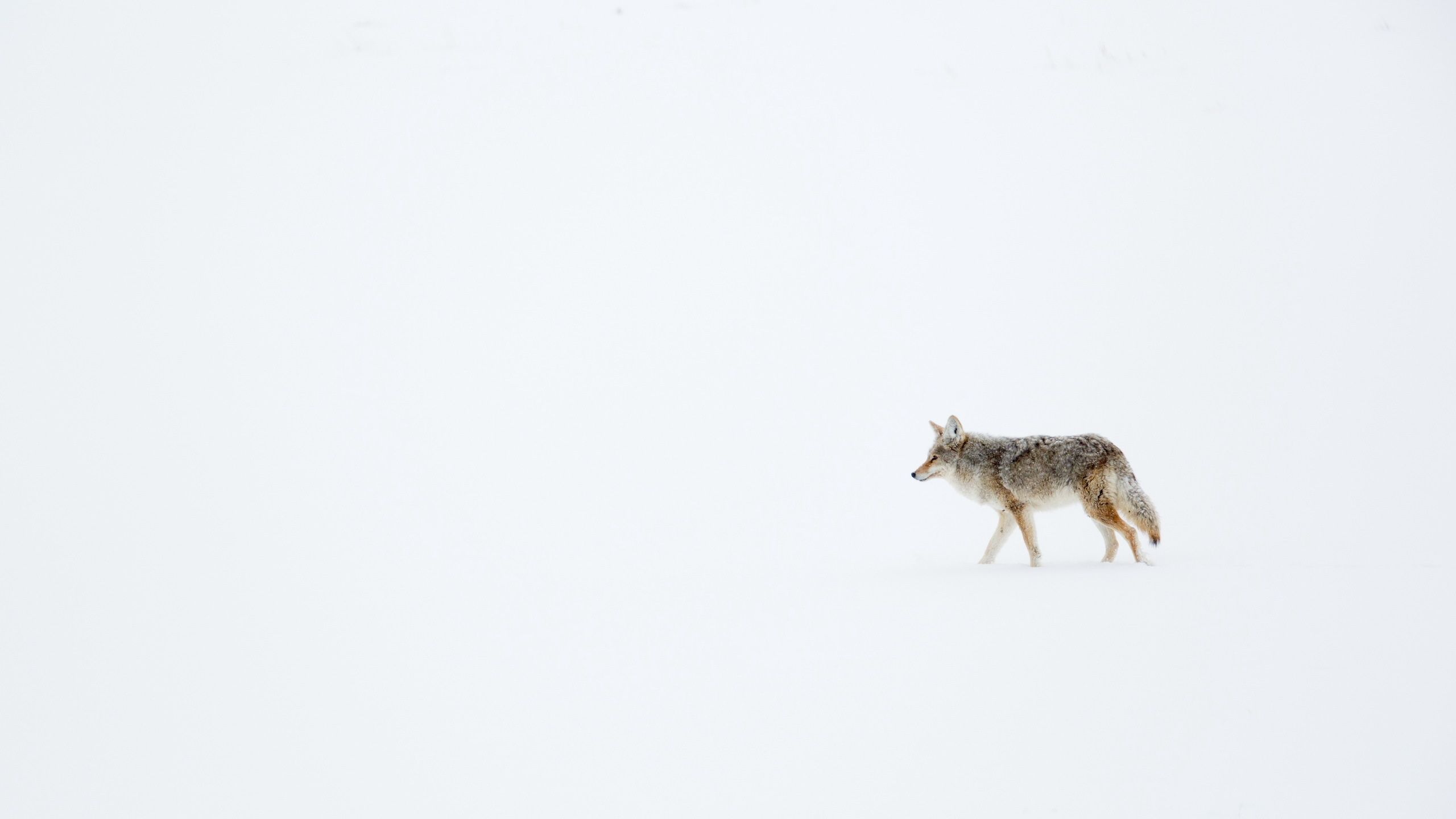 Coyote Wallpapers - 4k, HD Coyote Backgrounds on WallpaperBat