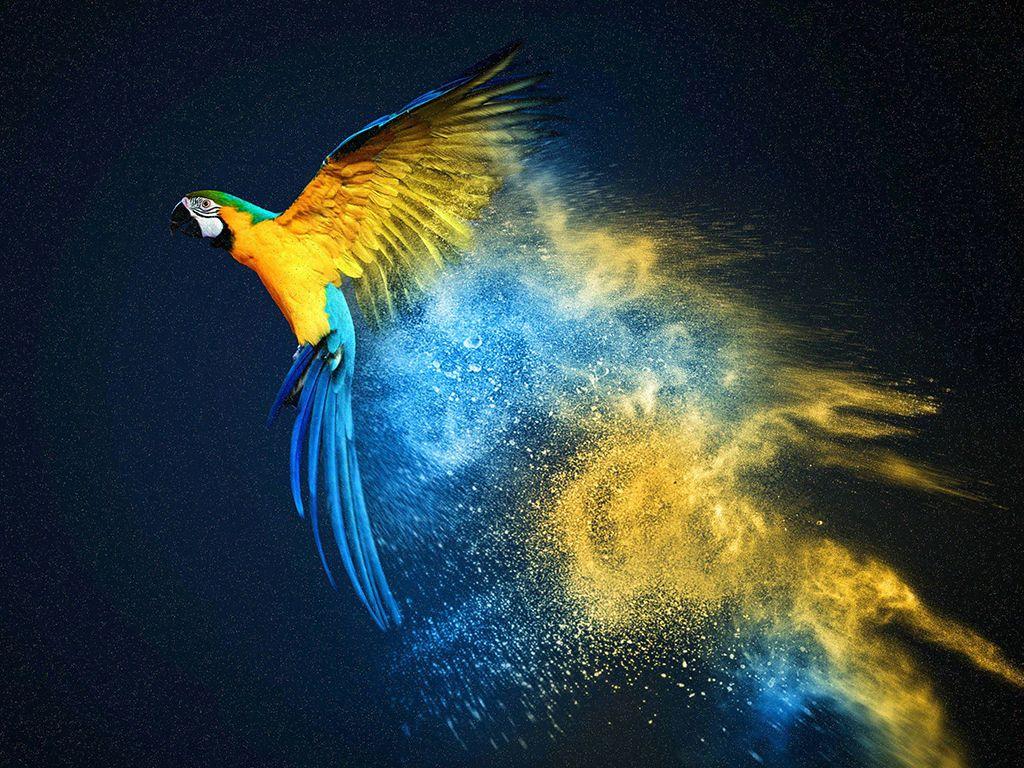 parrot os background parrot os background