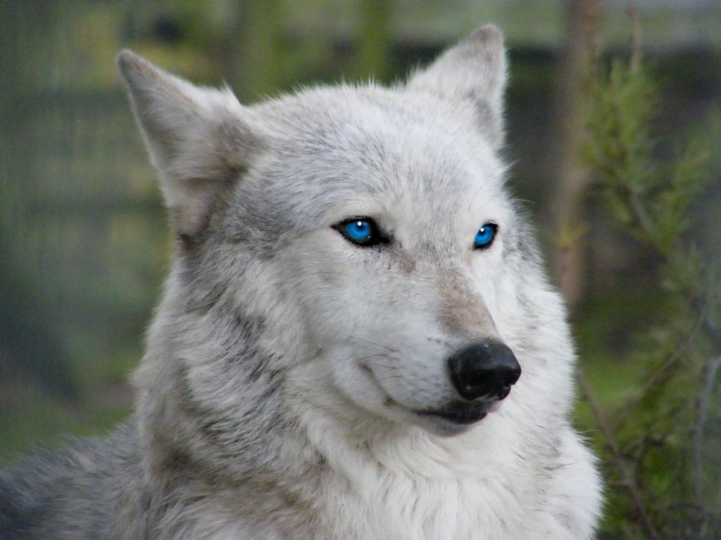 White Wolf with Blue Eyes Wallpapers - 4k, HD White Wolf with Blue Eyes ...