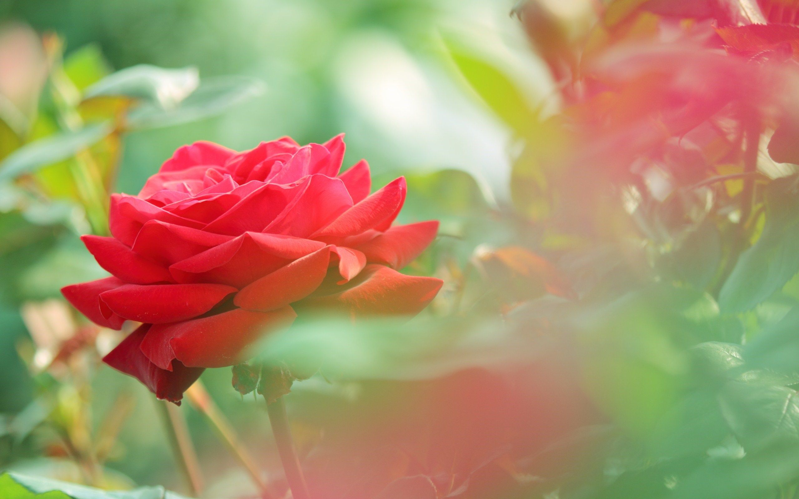 Cute Rose Wallpapers - 4k, HD Cute Rose Backgrounds on WallpaperBat