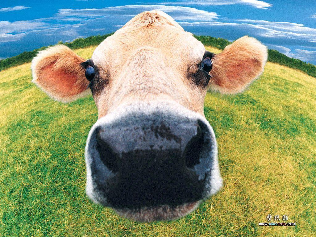 Cute Baby Cow Closeup Live Wallpaper - free download