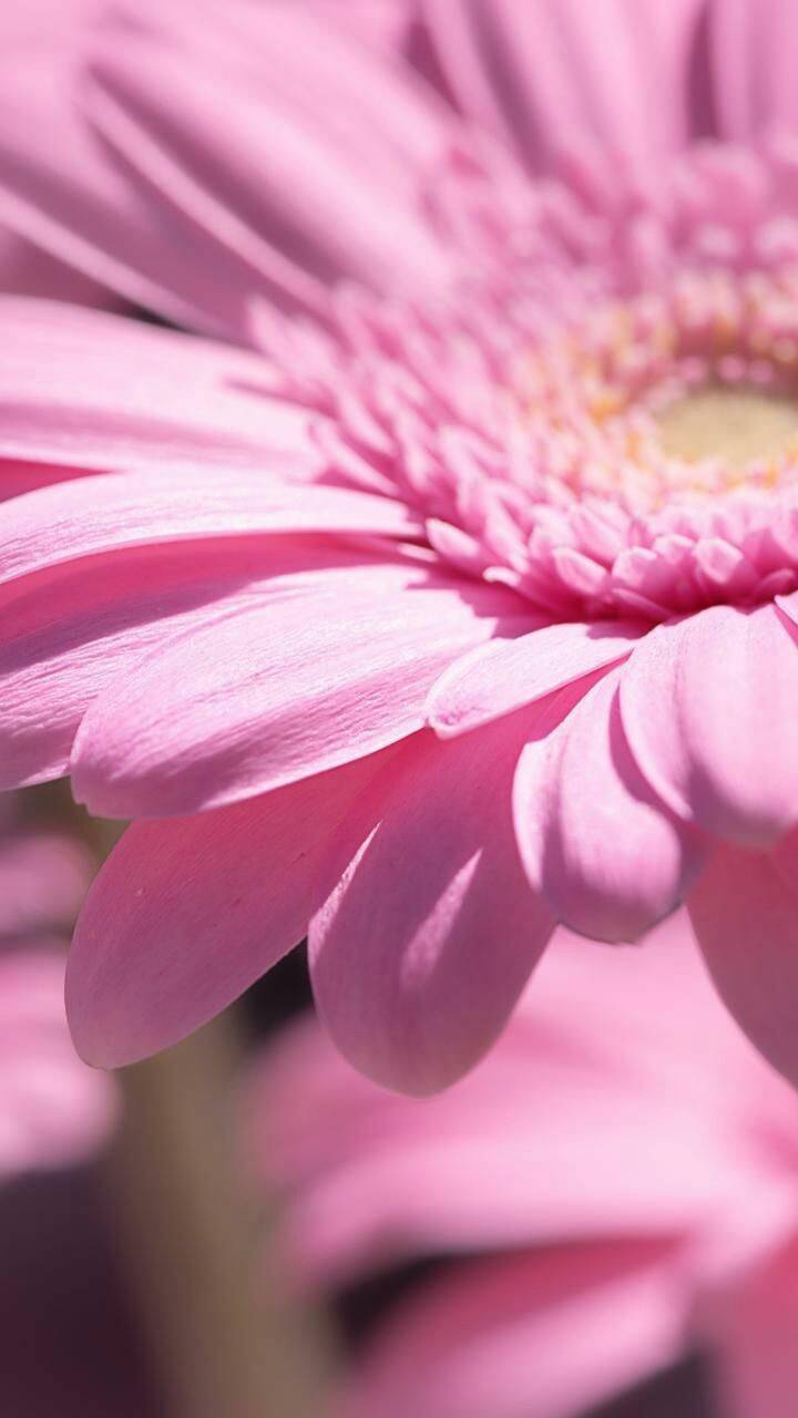 Pink Daisy Wallpapers - 4k, HD Pink Daisy Backgrounds on WallpaperBat
