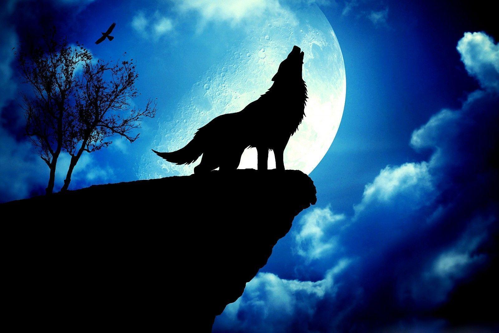 1600x1067 Wolf Moon Wallpaper - Top Free Wolf Moon Background on WallpaperB...