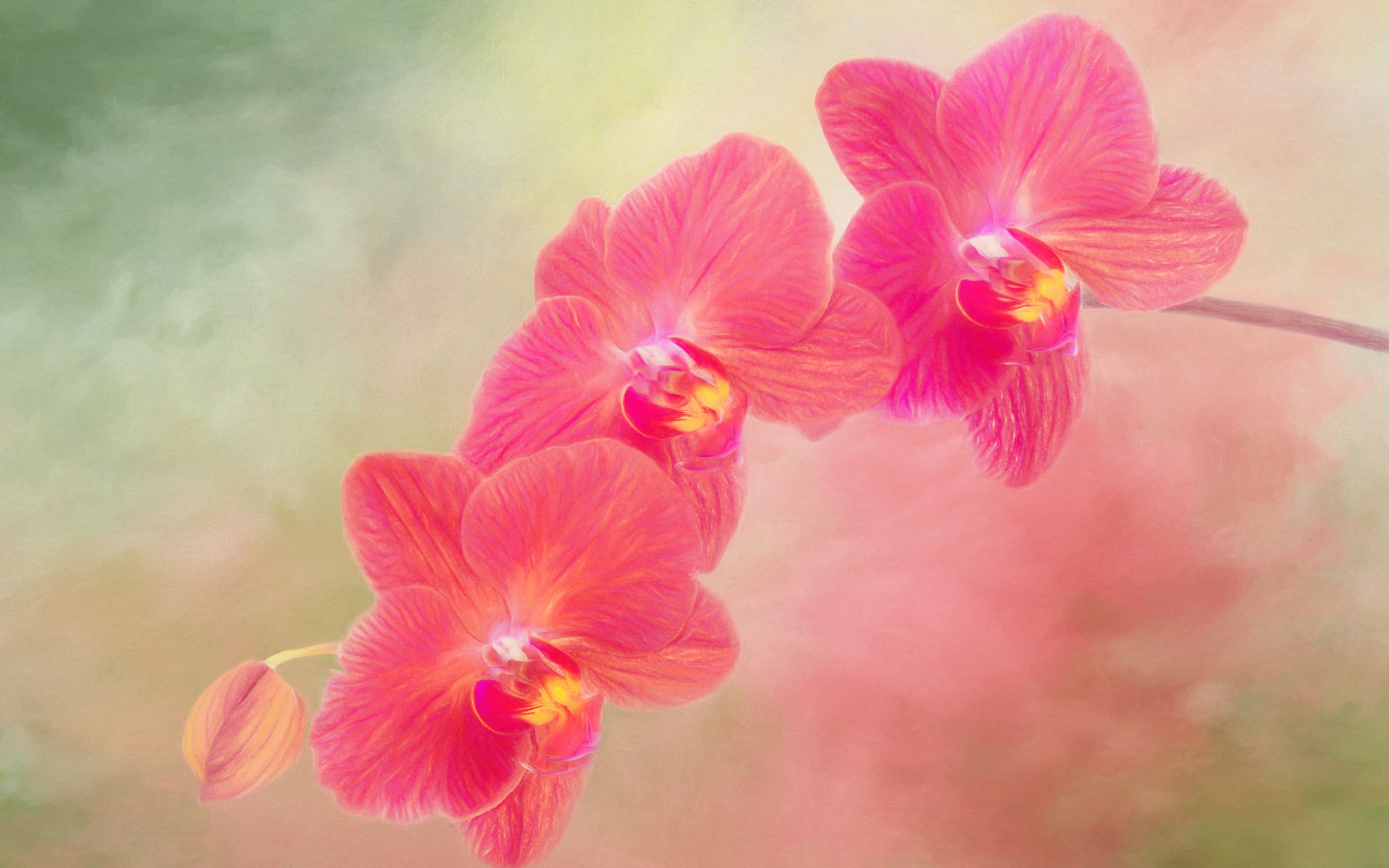 2880x1800 Download wallpaper pink orchid, branch, beautiful pink flowers on WallpaperBat