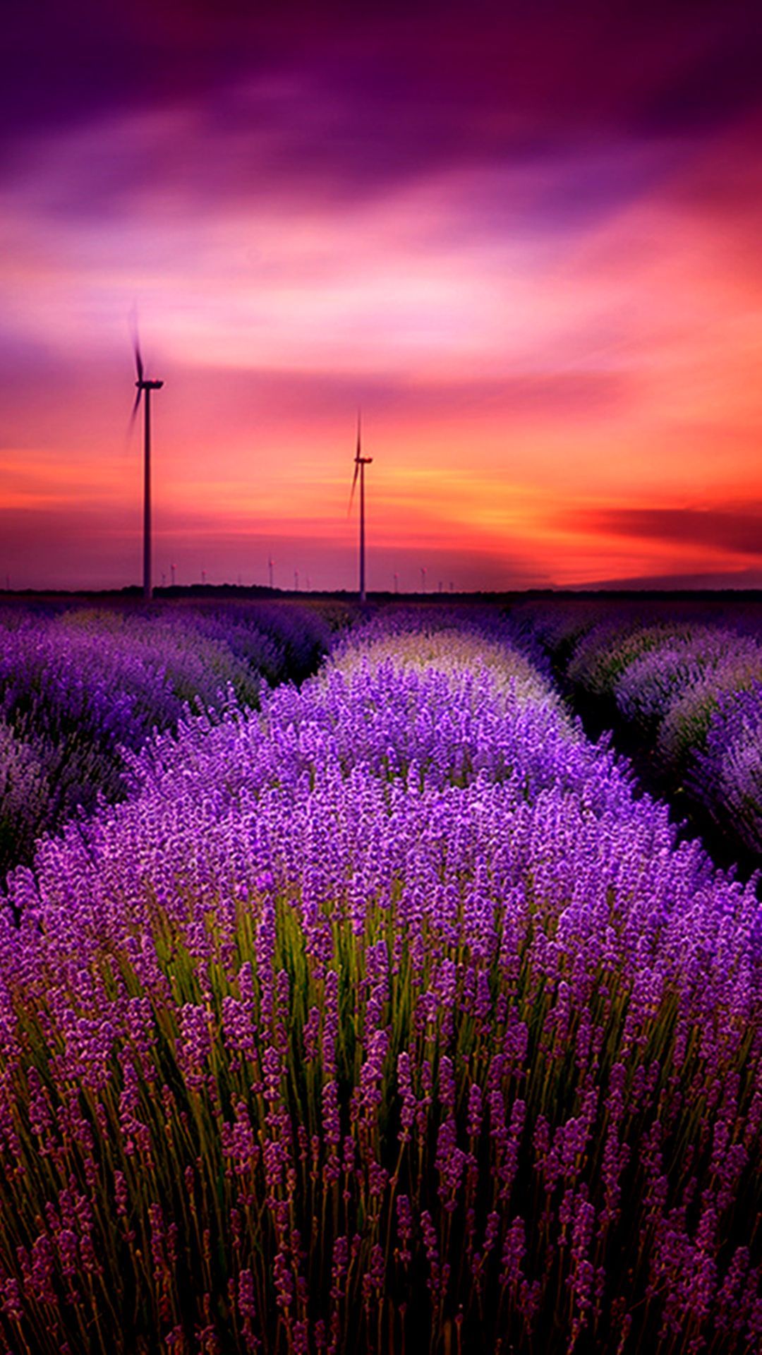 1080x1920 http://www.vactualpapers.com/gallery/lavender-field-hd-mobile ... Wallpaper