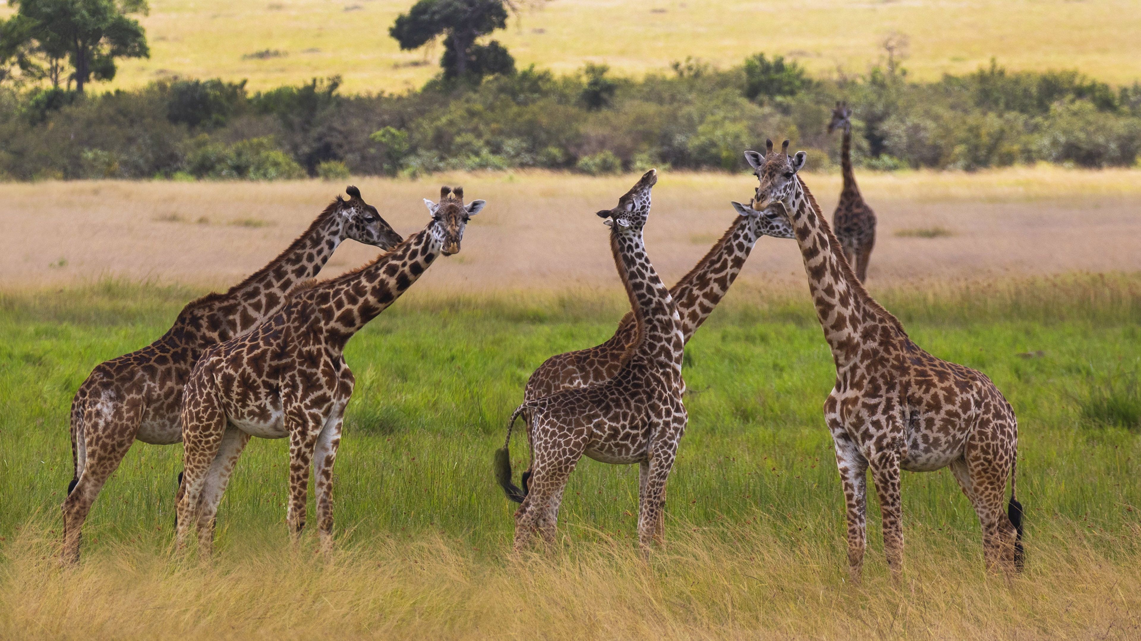 Национальный парк Масаи Мара Жирафы
