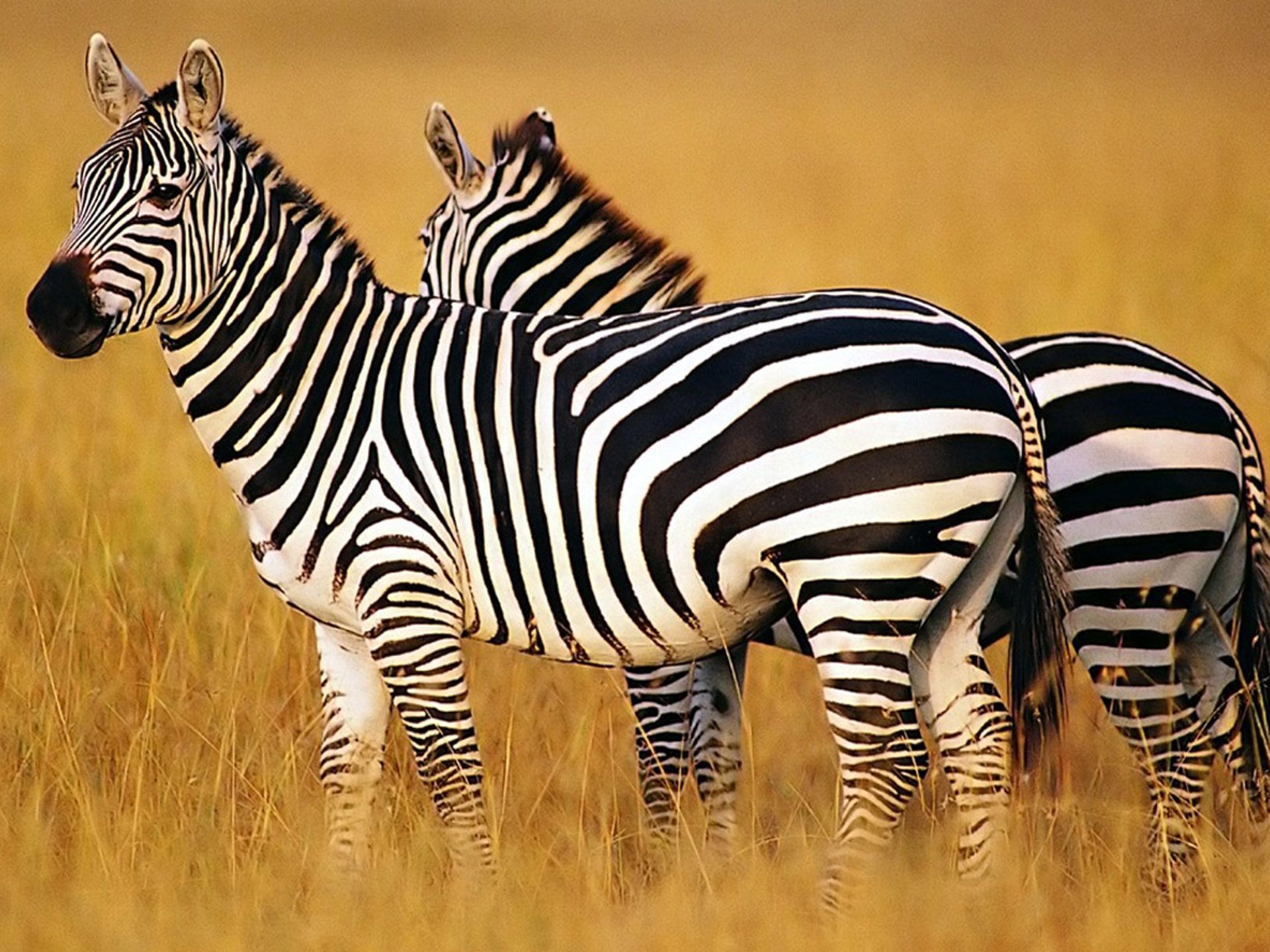 1920x1440 Zebra Wallpapers - Top Free Zebra Backgrounds - WallpaperAccess Wallpaper