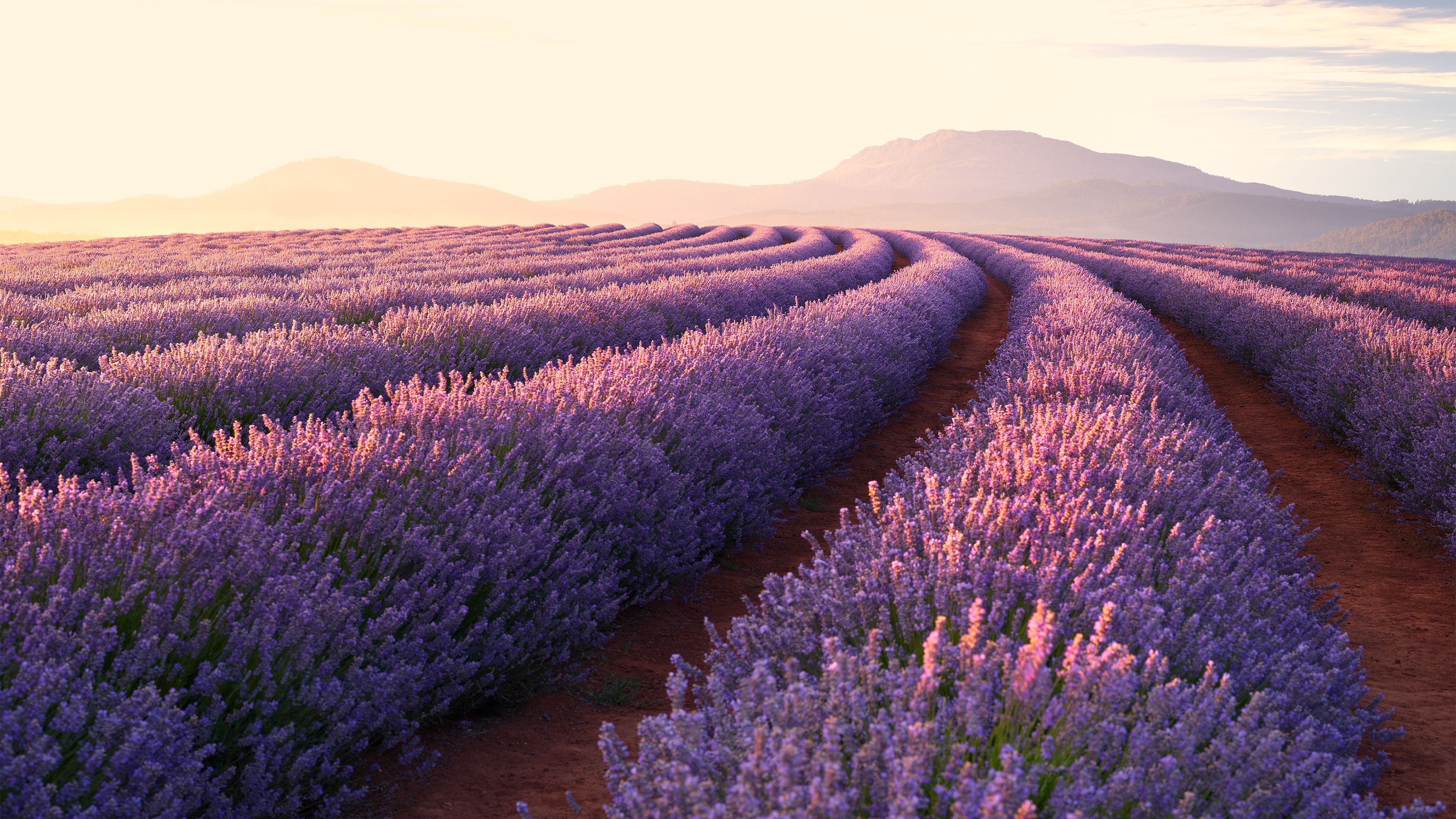 3840x2160 Lavender Fields 4k Ultra HD Wallpaper | Background Image ... Wallpaper