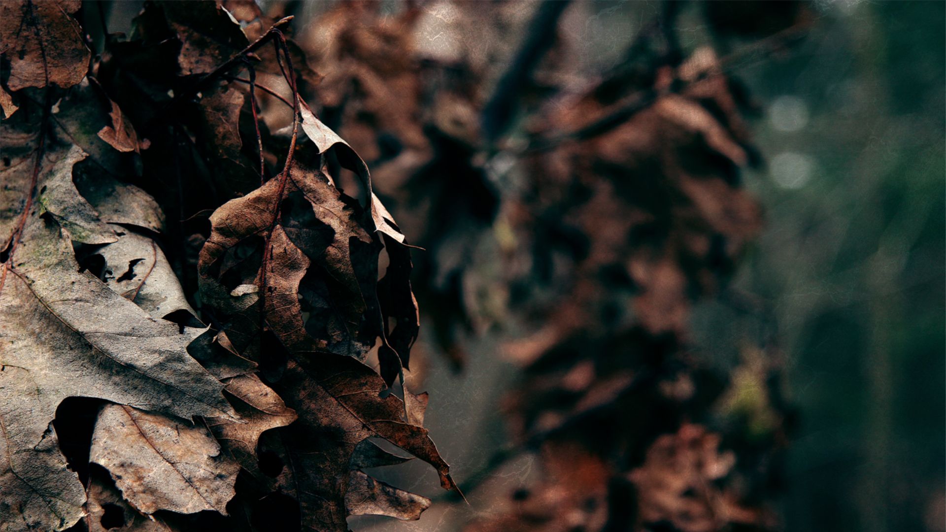 Dark Leaves Wallpapers - 4k, HD Dark Leaves Backgrounds on WallpaperBat