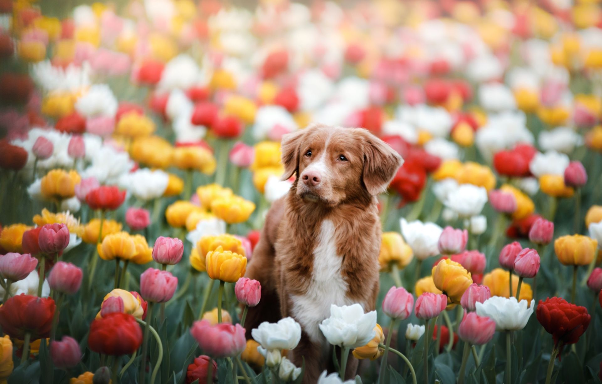 Spring Dog Wallpapers - 4k, HD Spring Dog Backgrounds on WallpaperBat