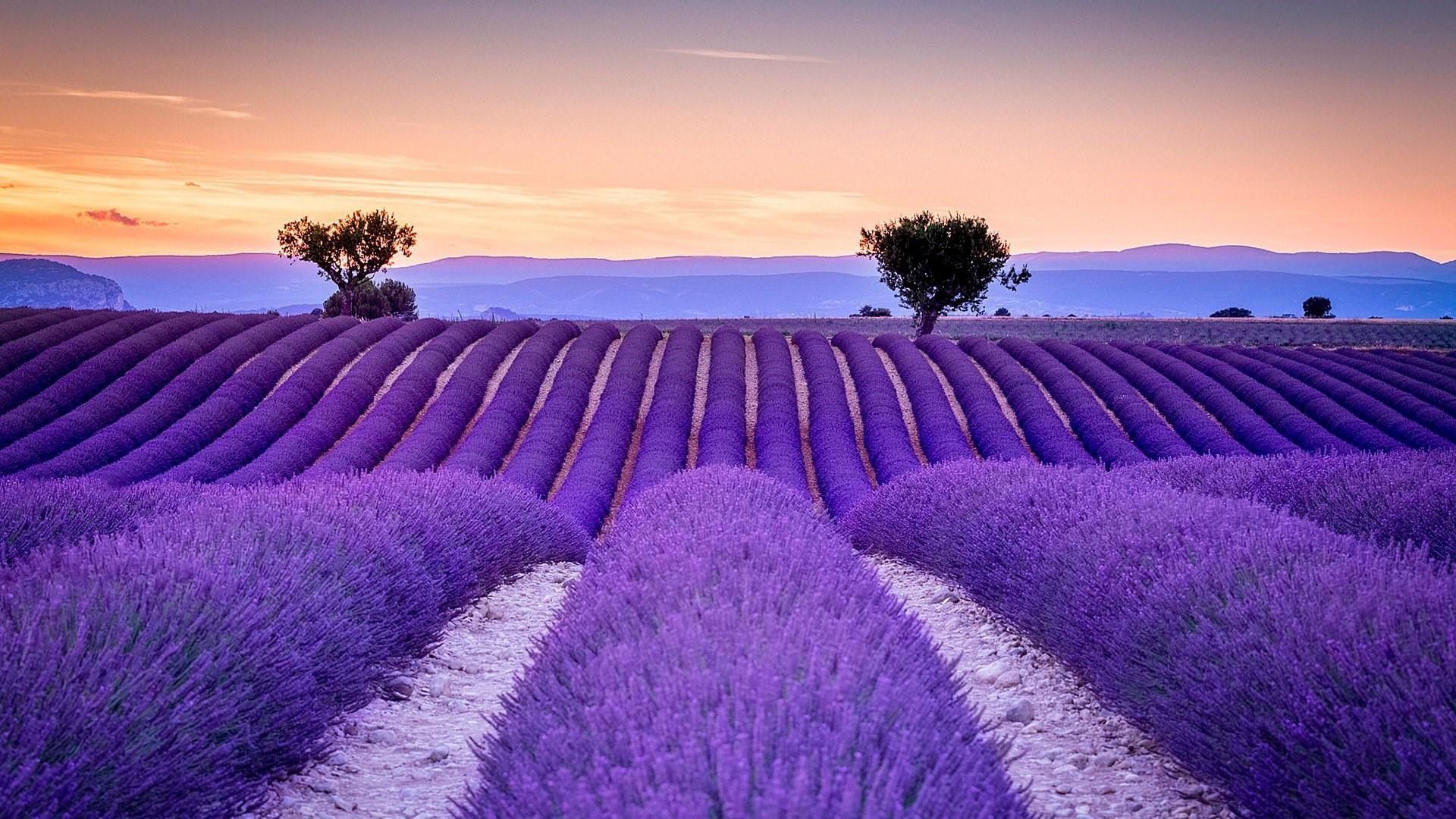 1920x1080 35 Lavender Fields In France Wallpapers - WallpaperBoat Wallpaper