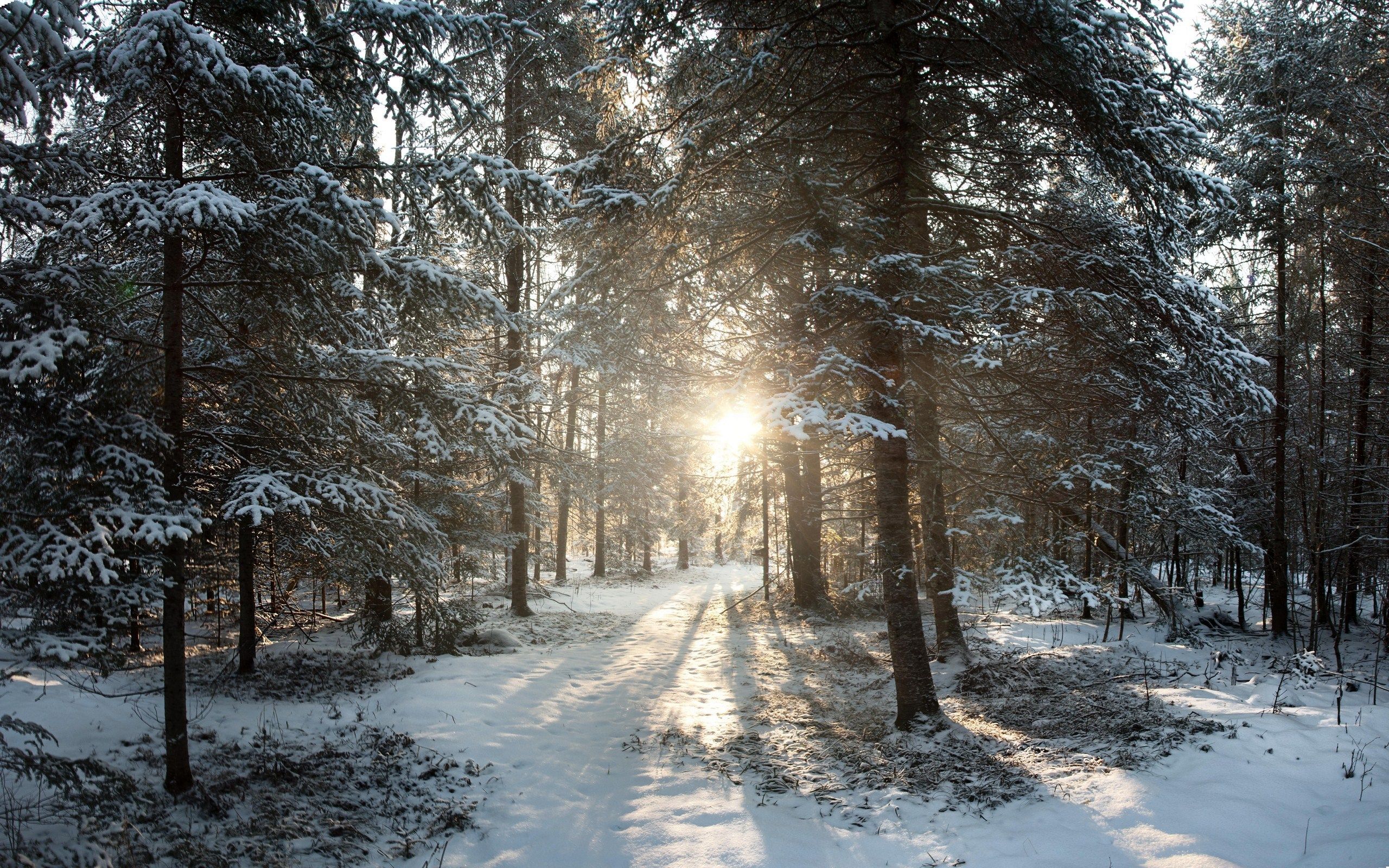 2560x1600 45+] Wisconsin Winter Wallpaper on WallpaperSafari Wallpaper